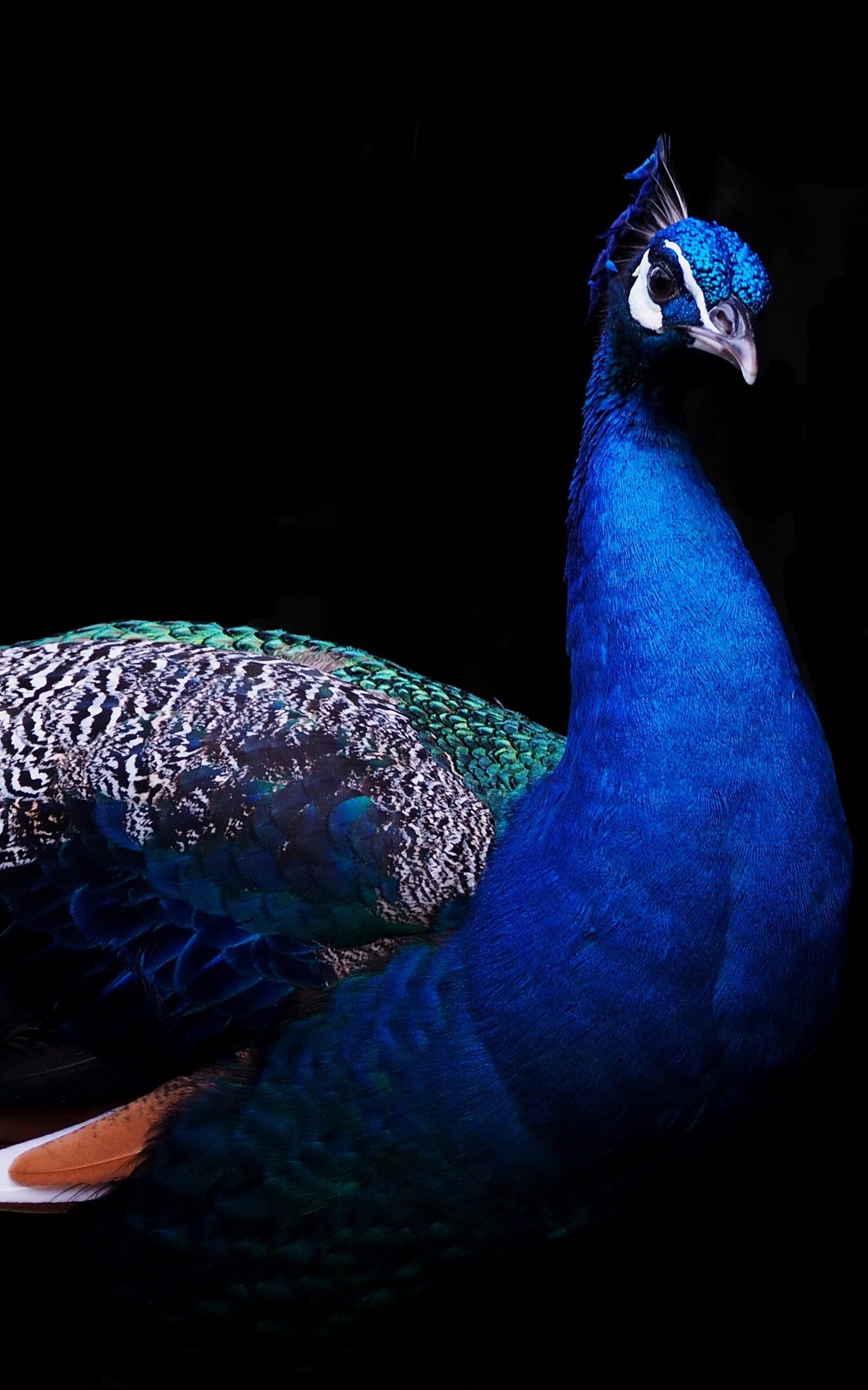 Peacock: The Indian Peafowl has iridescent blue and green plumage. 1600x2560 HD Wallpaper.