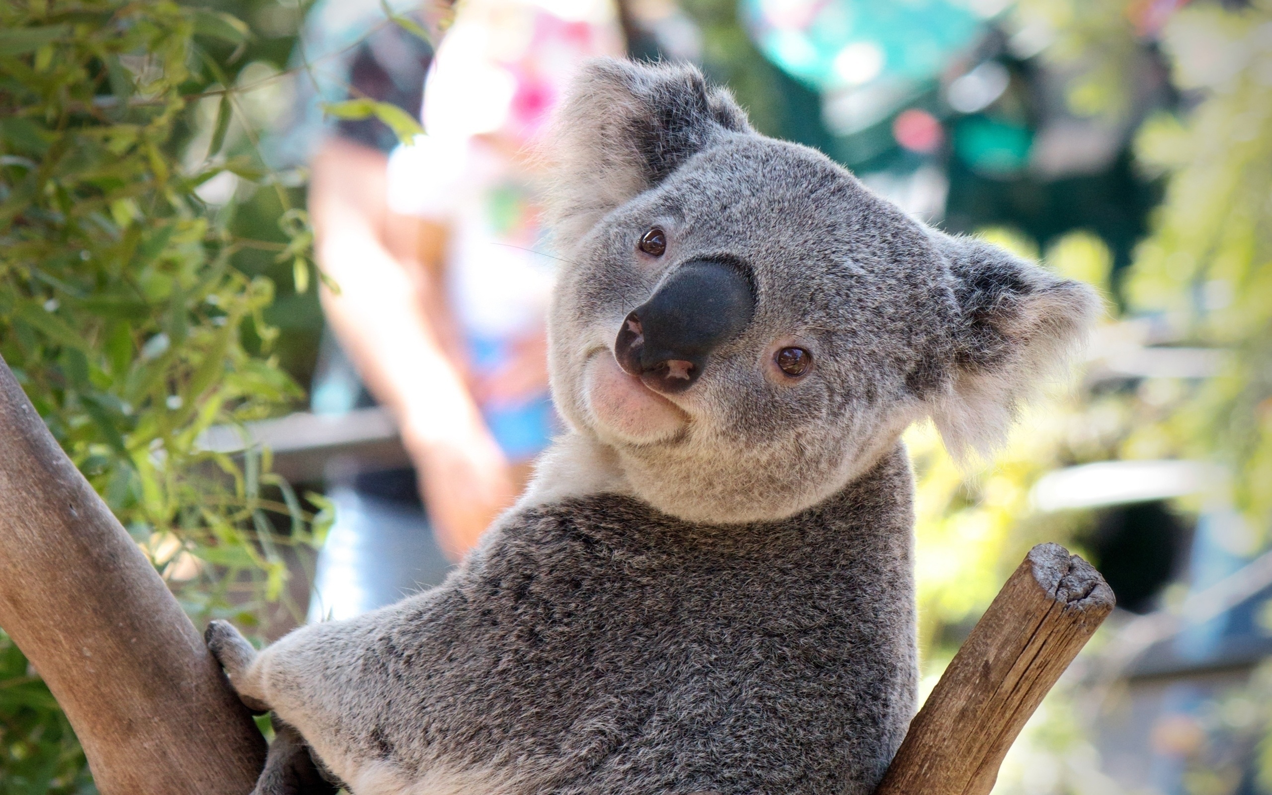 Cute koala pictures, Adorable koala bears, Nature's cuddly icon, Koala photography, 2560x1600 HD Desktop