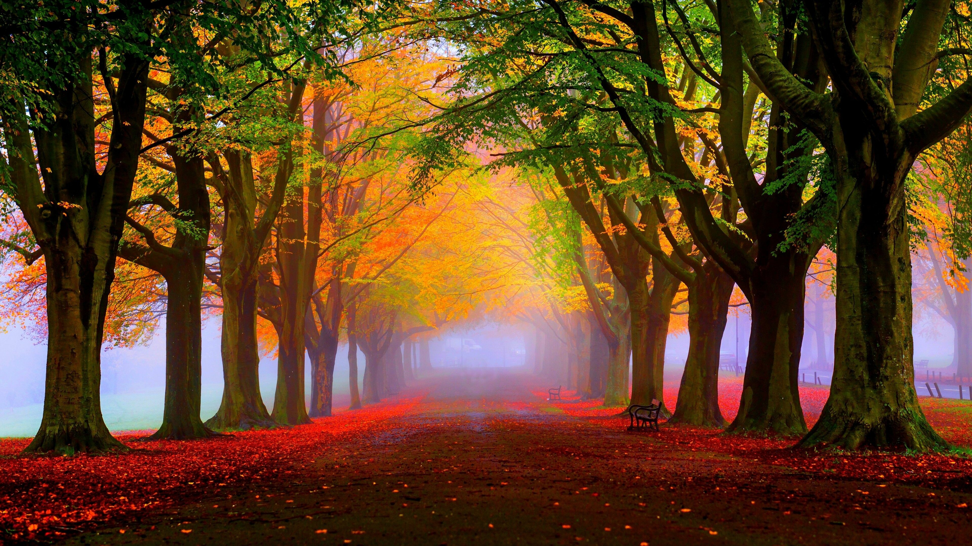 Autumn: Fall, The season of the year between summer and winter. 3840x2160 4K Background.