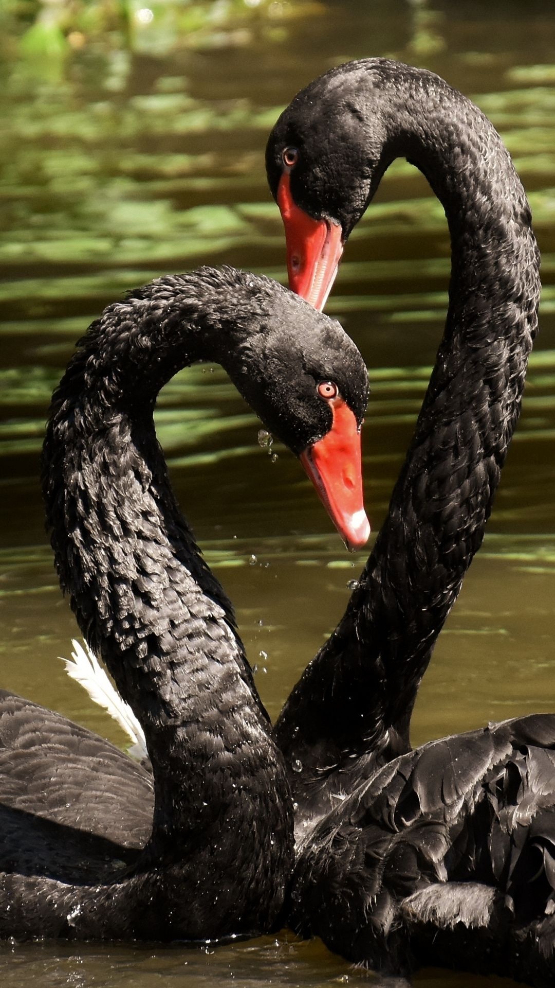 Black Swan (Bird): Compared to other members of the same genus, it has a more slender body with a longer, thinner neck and a smaller head. 1080x1920 Full HD Wallpaper.