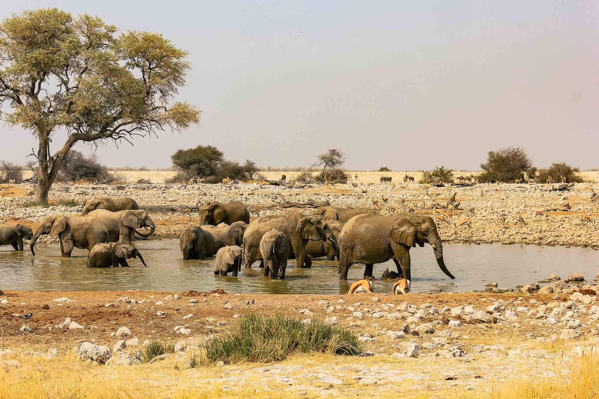 Etosha National Park, Ondili lodges, Activities, Namibia, 1920x1280 HD Desktop