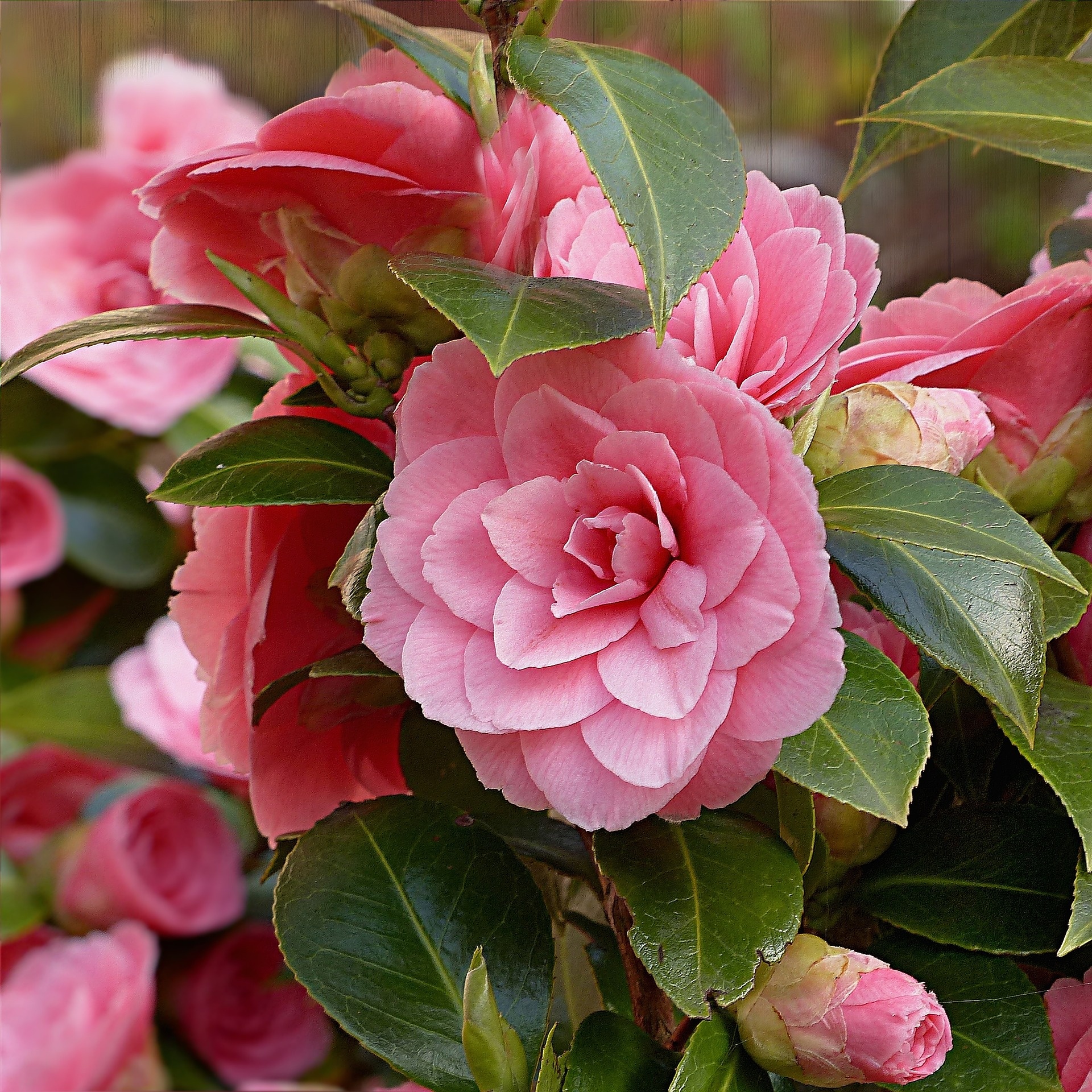 Camellia flowers, Lush green leaves, Floral garden, Bloom season, 1920x1920 HD Handy