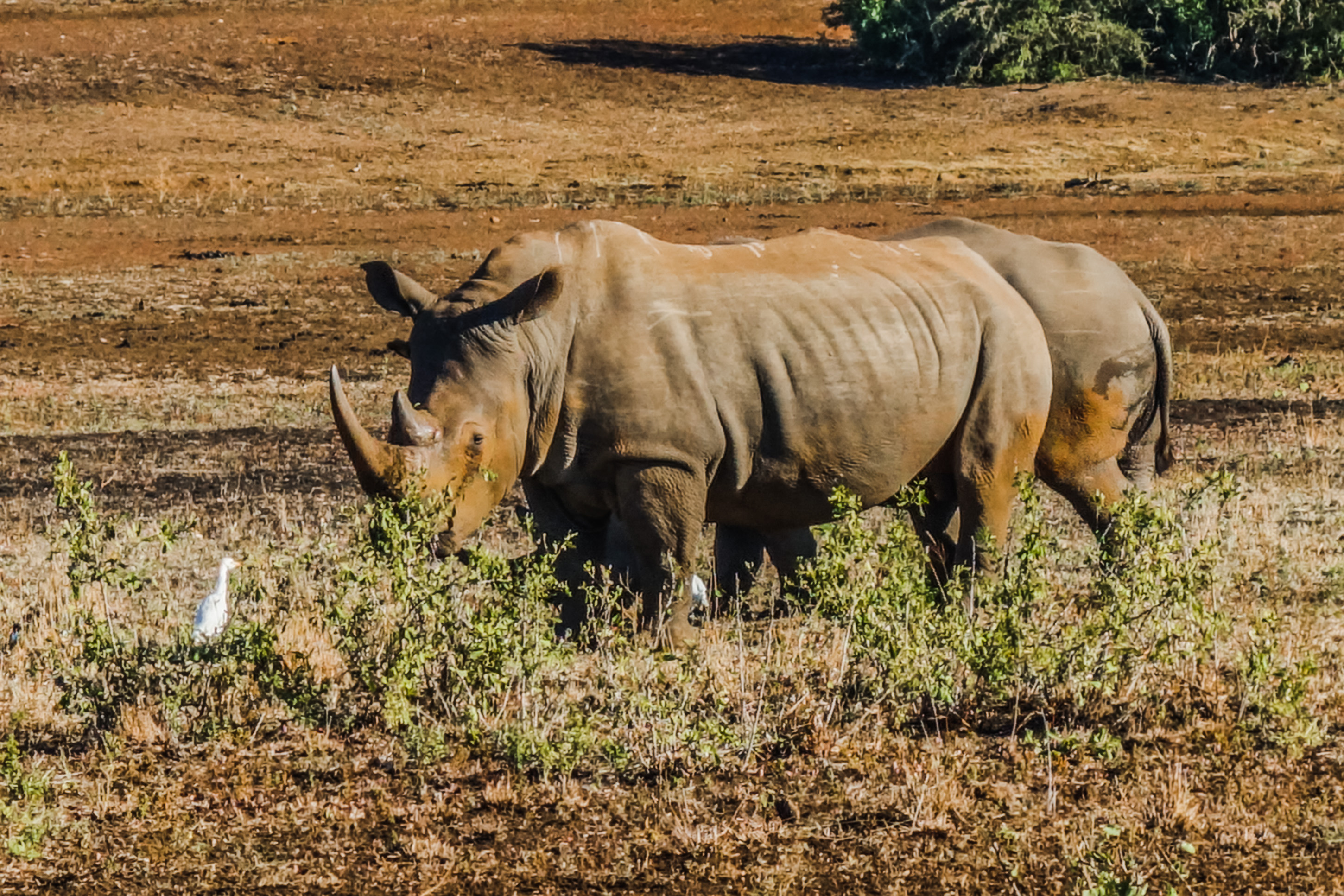 Kruger National Park, Wildlife, South Africa, 2900x1940 HD Desktop