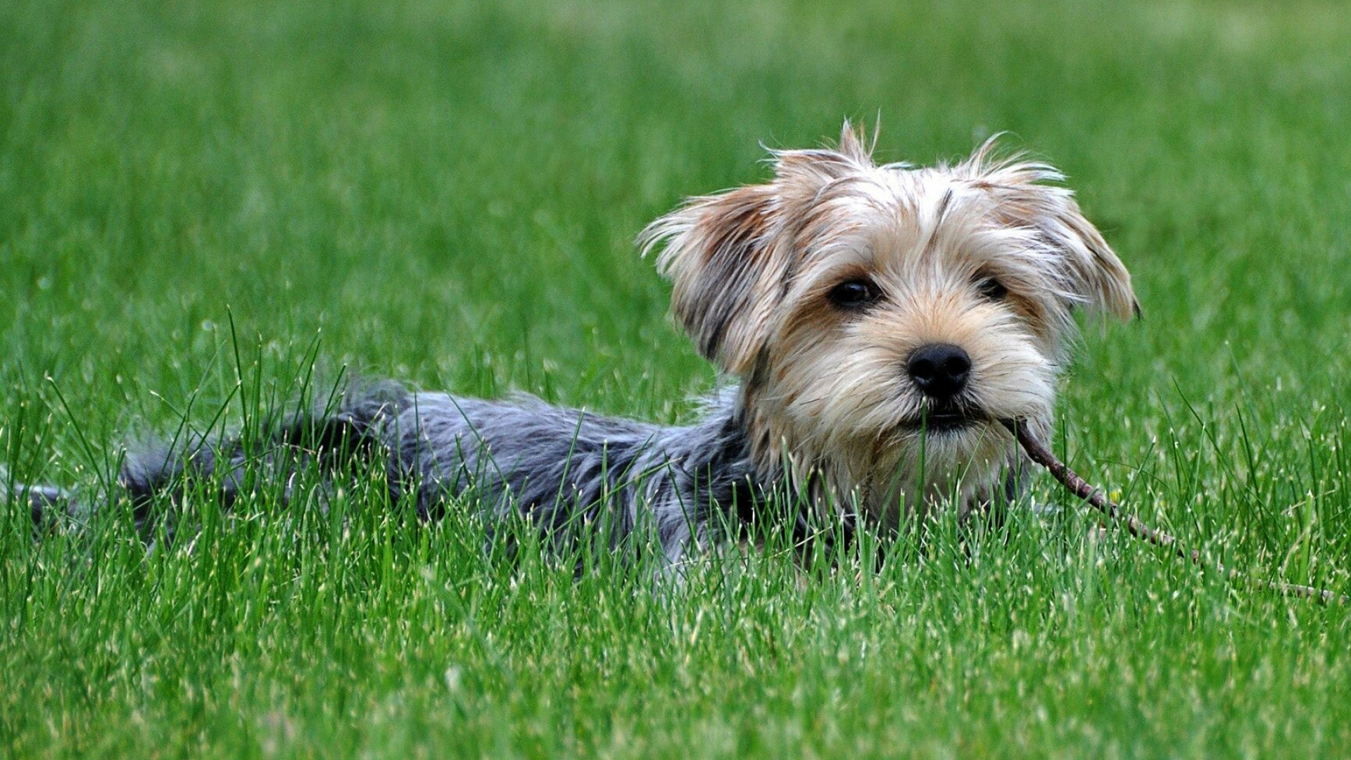 Yorkshire Terrier: Rank As The Sixth Most Common Dog Breed In America. 1920x1080 Full HD Wallpaper.