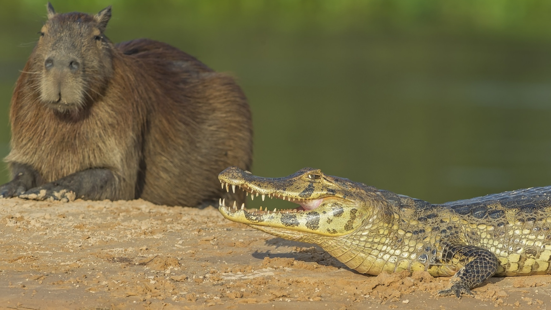 Crocodile and capybara, Tierisch, German animal, Wallpaper download, 1920x1080 Full HD Desktop