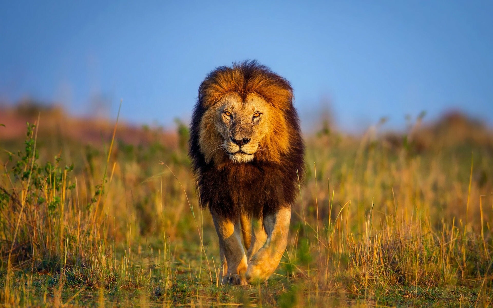 Lion: It is the second-largest living big cat after the tiger. 1920x1200 HD Wallpaper.