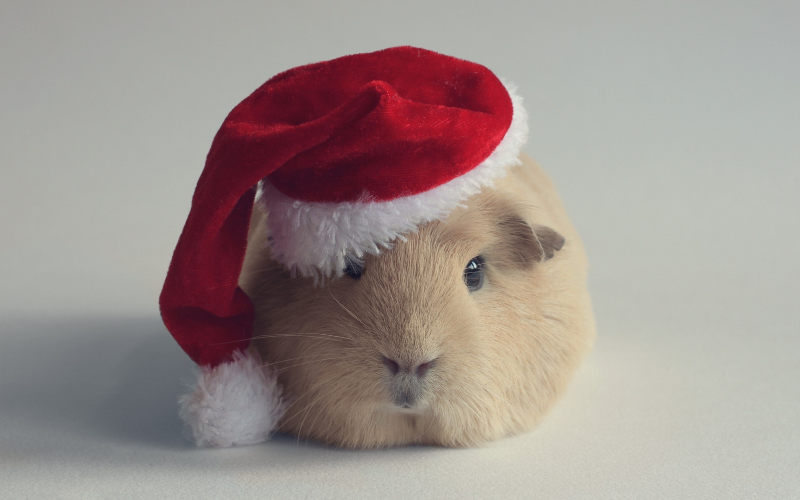 Christmas Hat, Guinea Pig Wallpaper, 2560x1600 HD Desktop