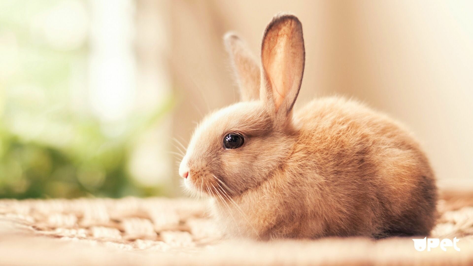 Rabbit: Bunnies, Make wonderful indoor companions. 1920x1080 Full HD Background.