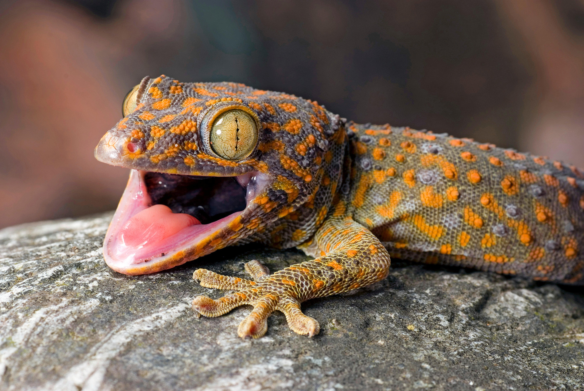 Gecko: The family name Gekkonidae, A strong climber. 2050x1380 HD Wallpaper.