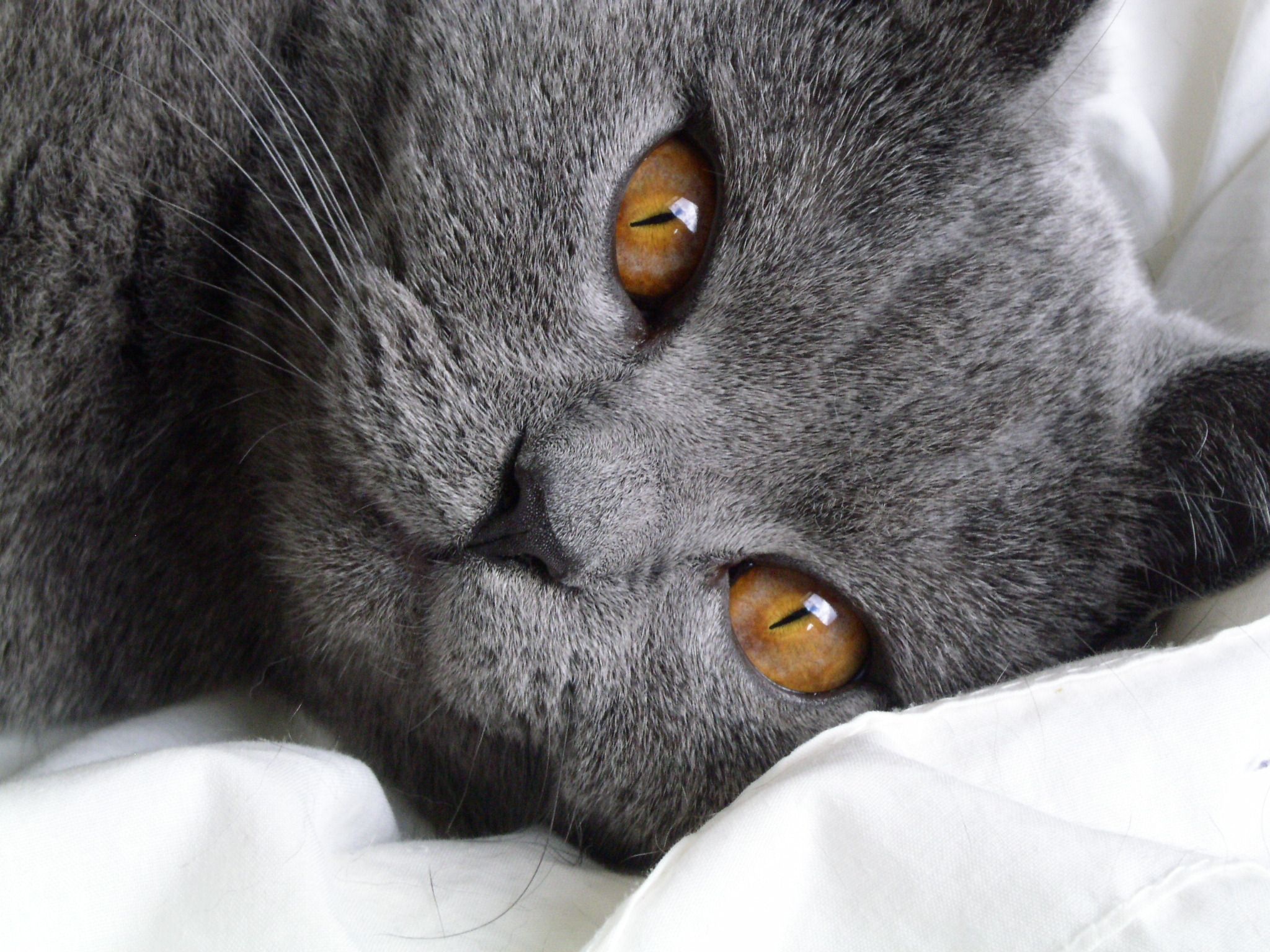 Chartreux Cat, French origin, Natural hunting skills, Affectionate companion, 2050x1540 HD Desktop
