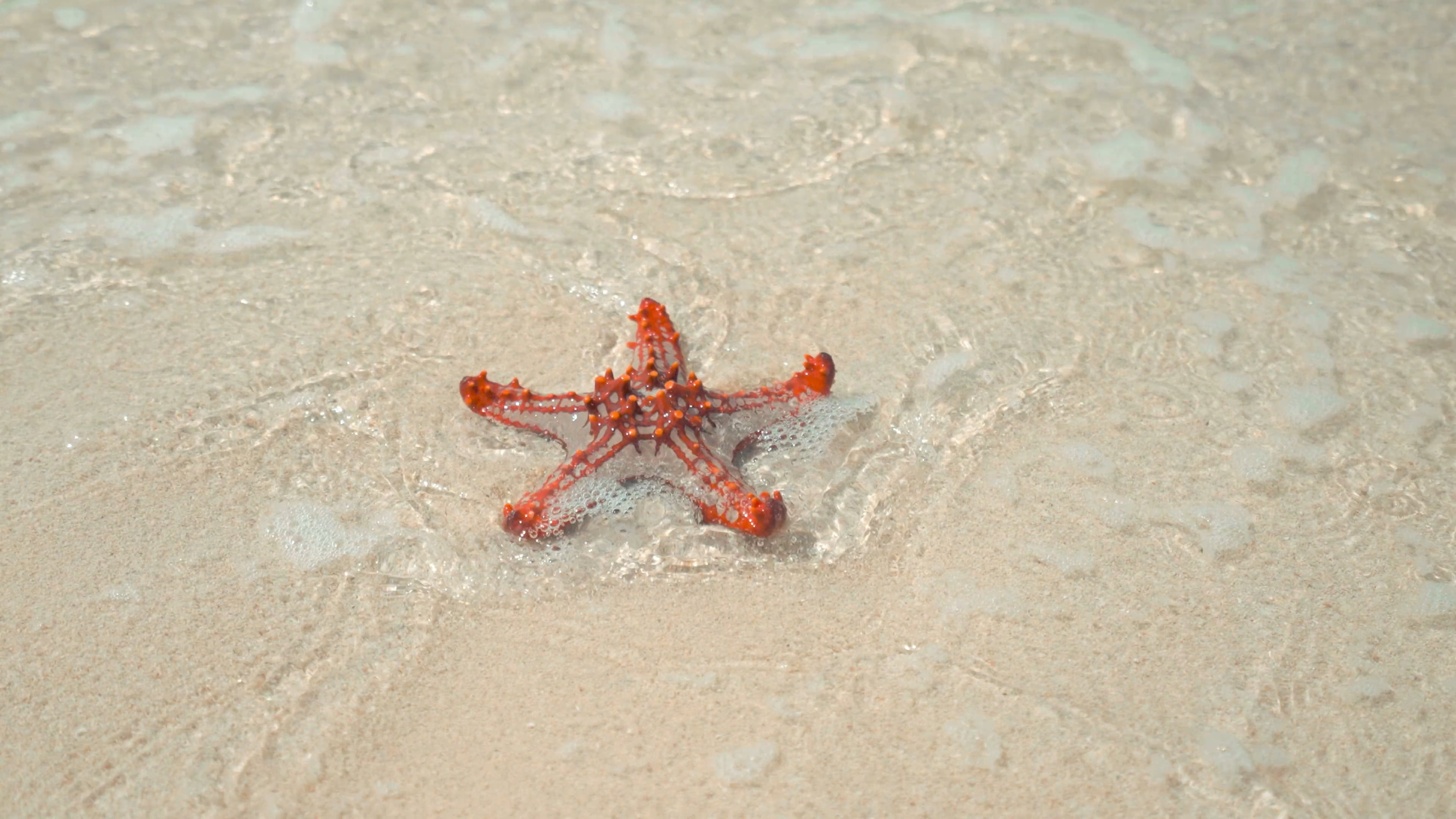 Sea Star: 1,900 species occur on the seabed in all the world's oceans. 3840x2160 4K Wallpaper.