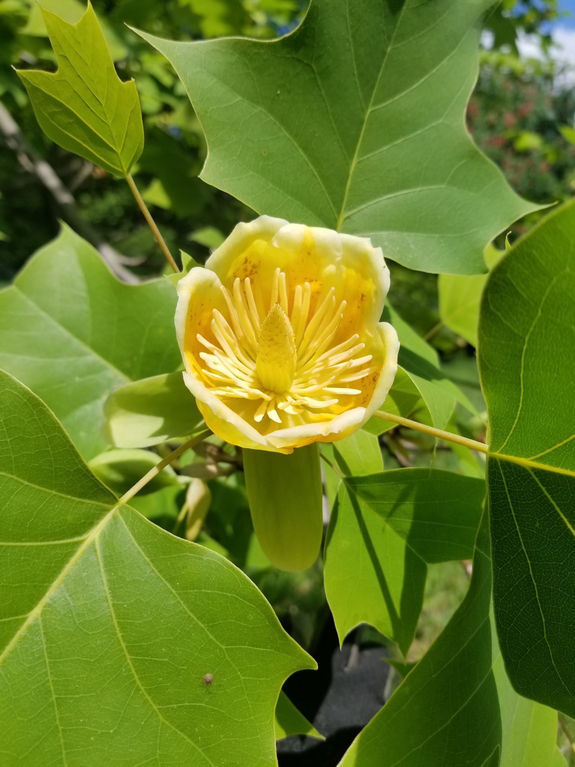 Tuliptree, Holden Forests & Gardens, 1920x2560 HD Phone