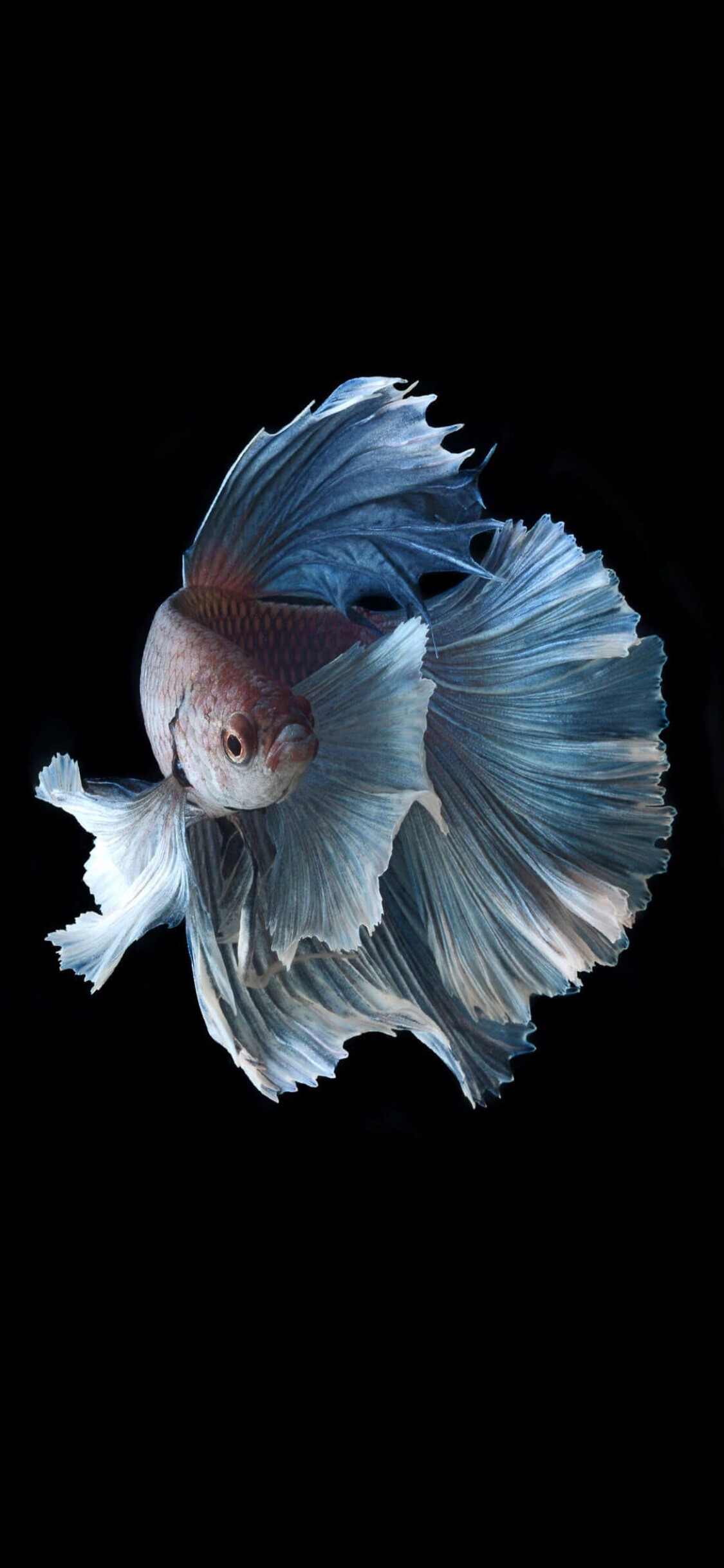 Fish: Betta, A genus of small brilliantly colored long-finned freshwater bony fishes. 1130x2440 HD Background.
