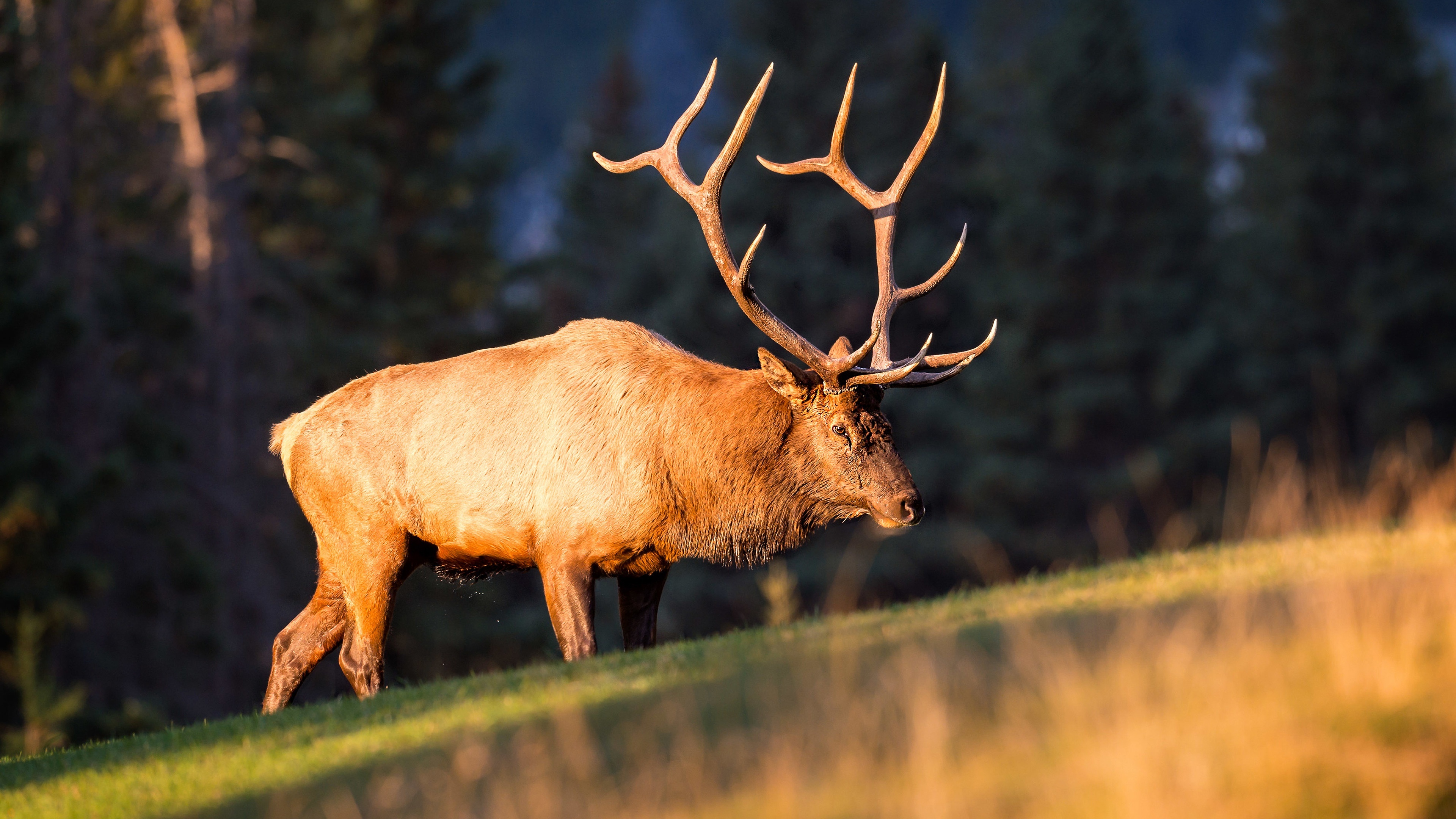 Elk animals nature blurred, Mammals wallpaper, 3840x2160 4K Desktop