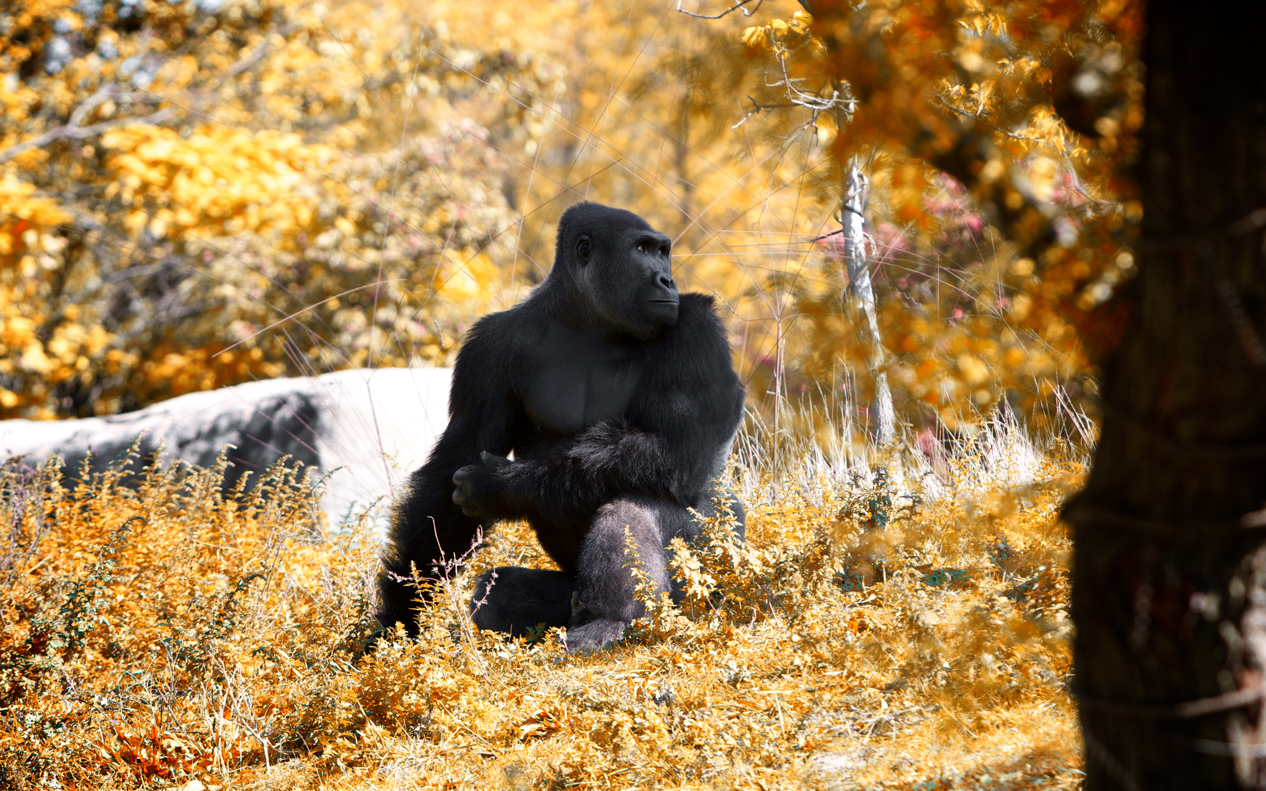 Beautiful gorilla, Striking visuals, Wildlife portrait, Captivating wallpaper, 2560x1600 HD Desktop