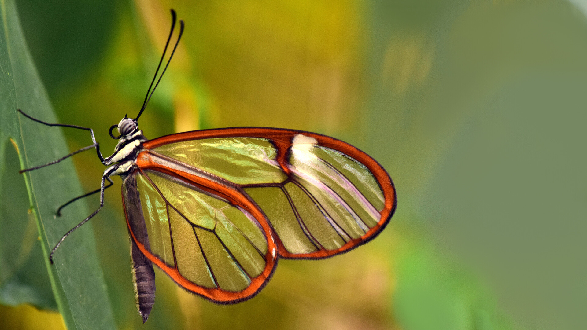 Butterfly: The flight styles of butterflies are often characteristic and some species have courtship flight displays. 1920x1080 Full HD Background.