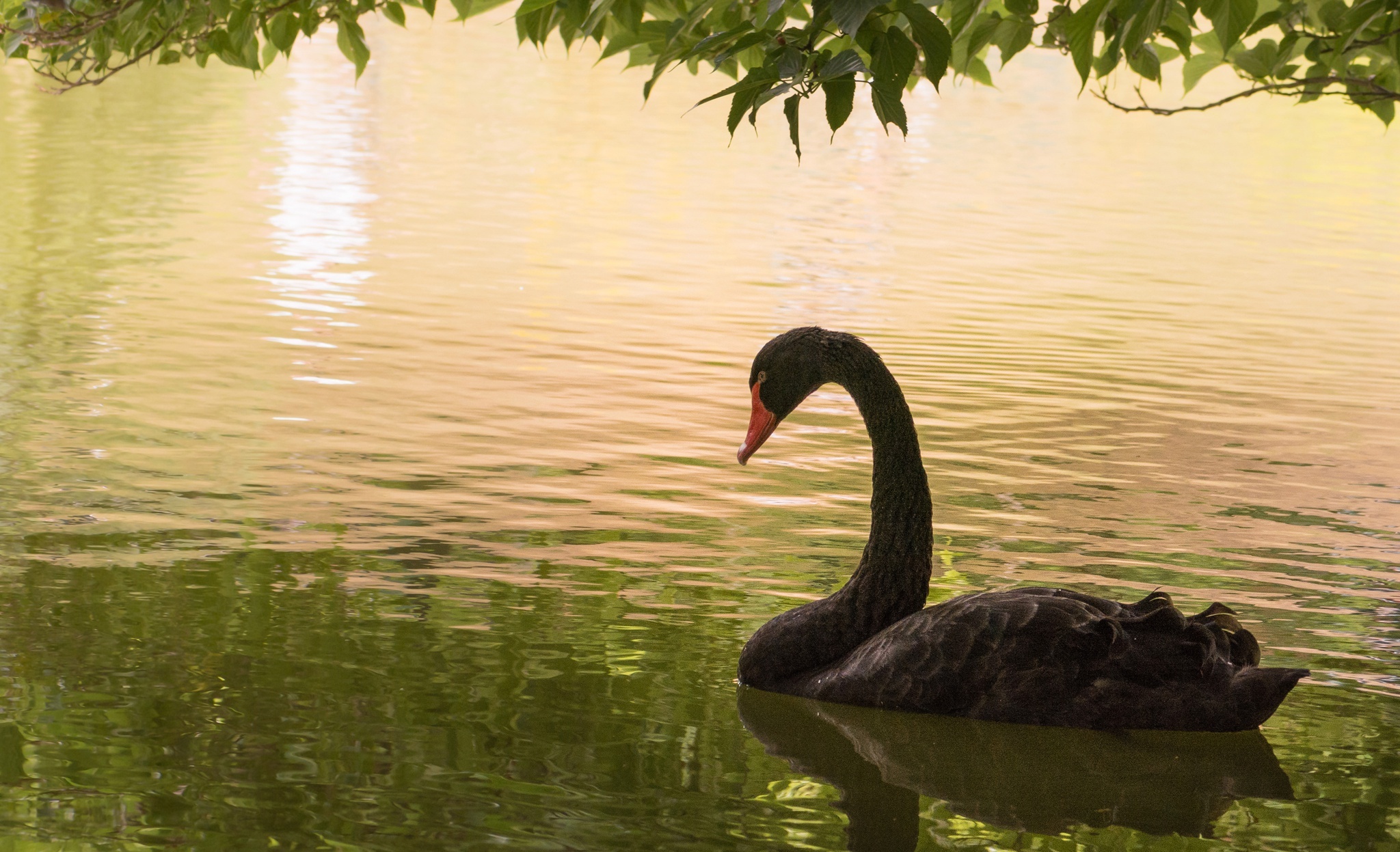 Black Swan (Bird): Waterbird, Lake, Body of water, Feather. 2050x1250 HD Background.
