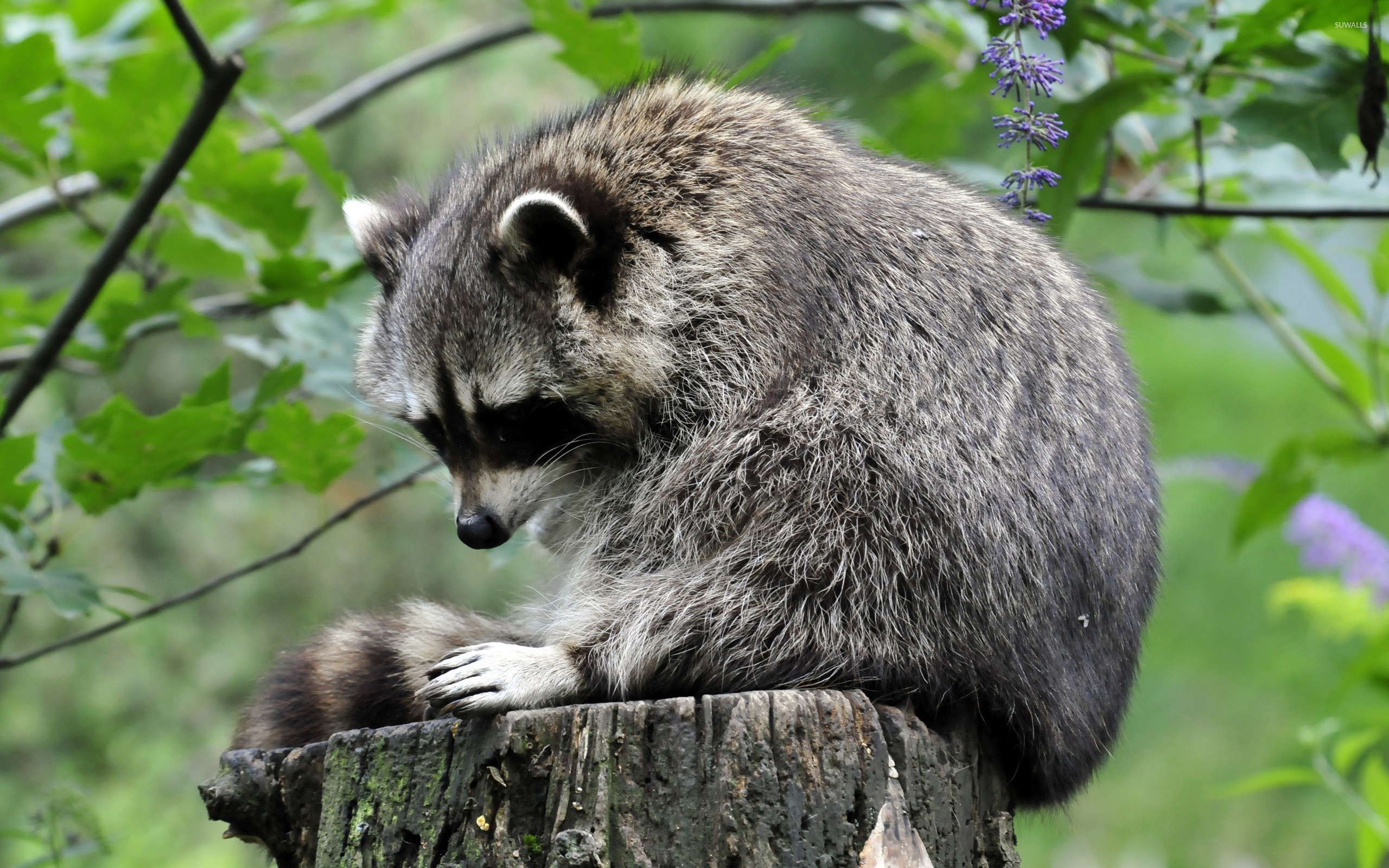 Log-dwelling raccoon, Waterfront view, Nature's serenity, Forest retreat, 2560x1600 HD Desktop