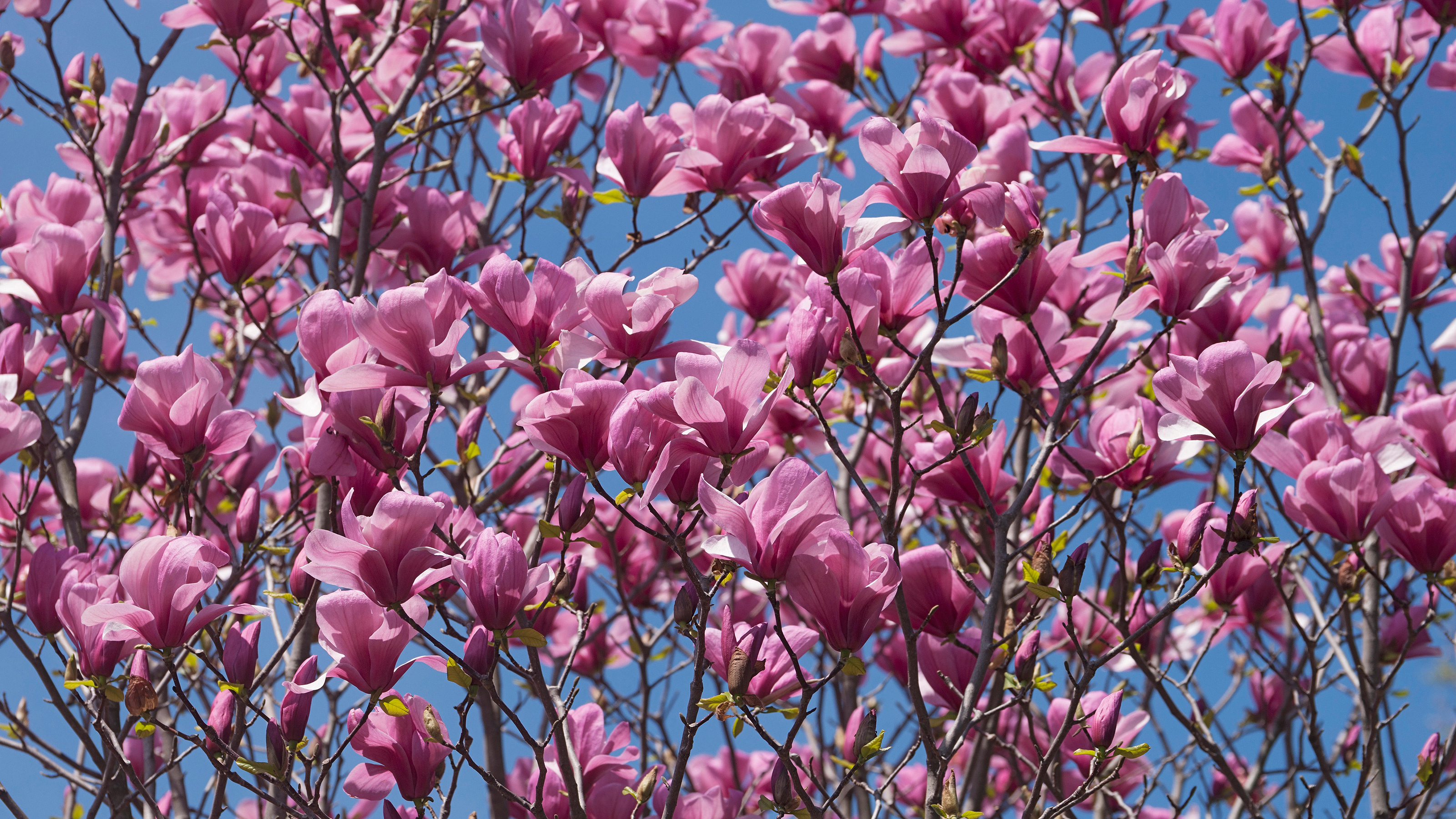 Pink magnolia, Garden favorites, Blooming beauty, Gardeningetc, 3200x1800 HD Desktop