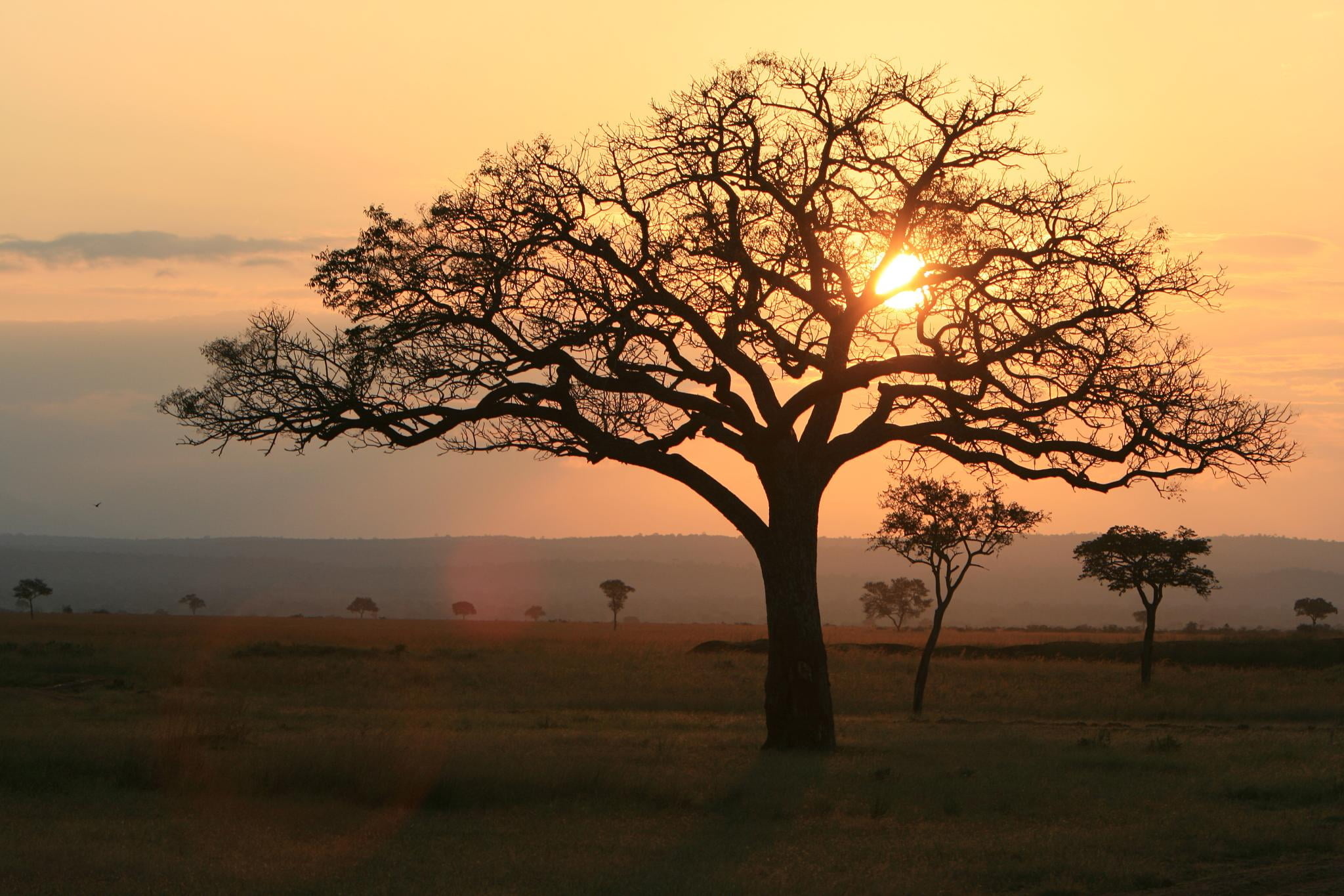 Namibia's nature, Acacia tree beauty, Green foliage, HD wallpaper view, 2050x1370 HD Desktop
