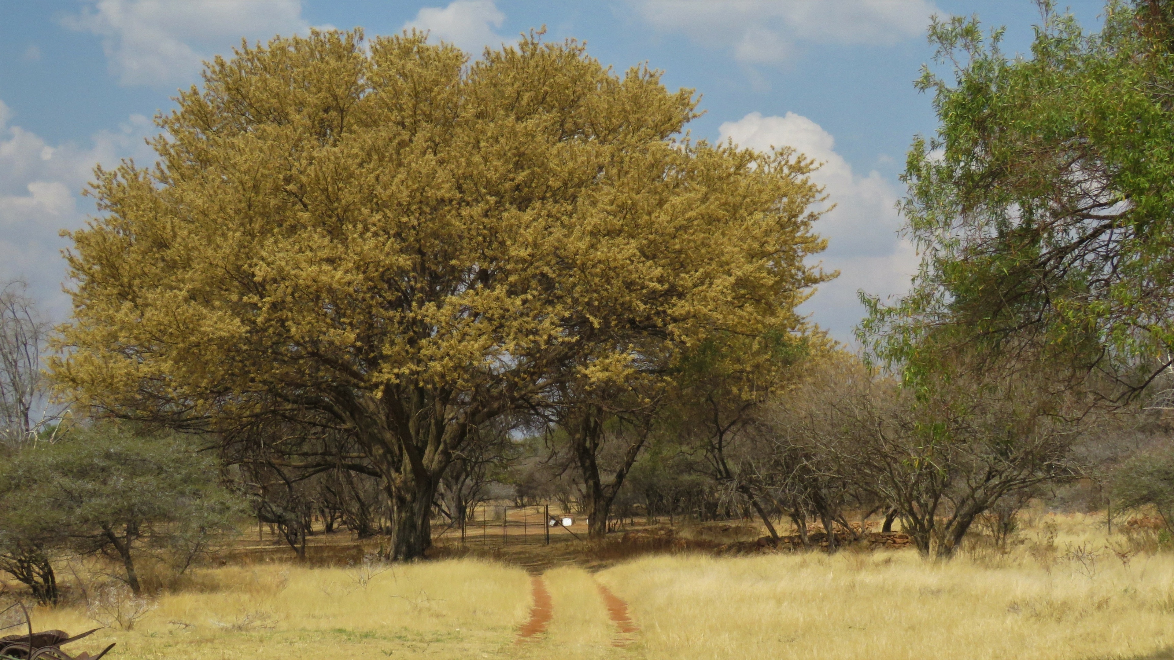 Acacia Tree, Rustenburg travel tips, Unforgettable experience, Explore Rustenburg, 3840x2160 4K Desktop