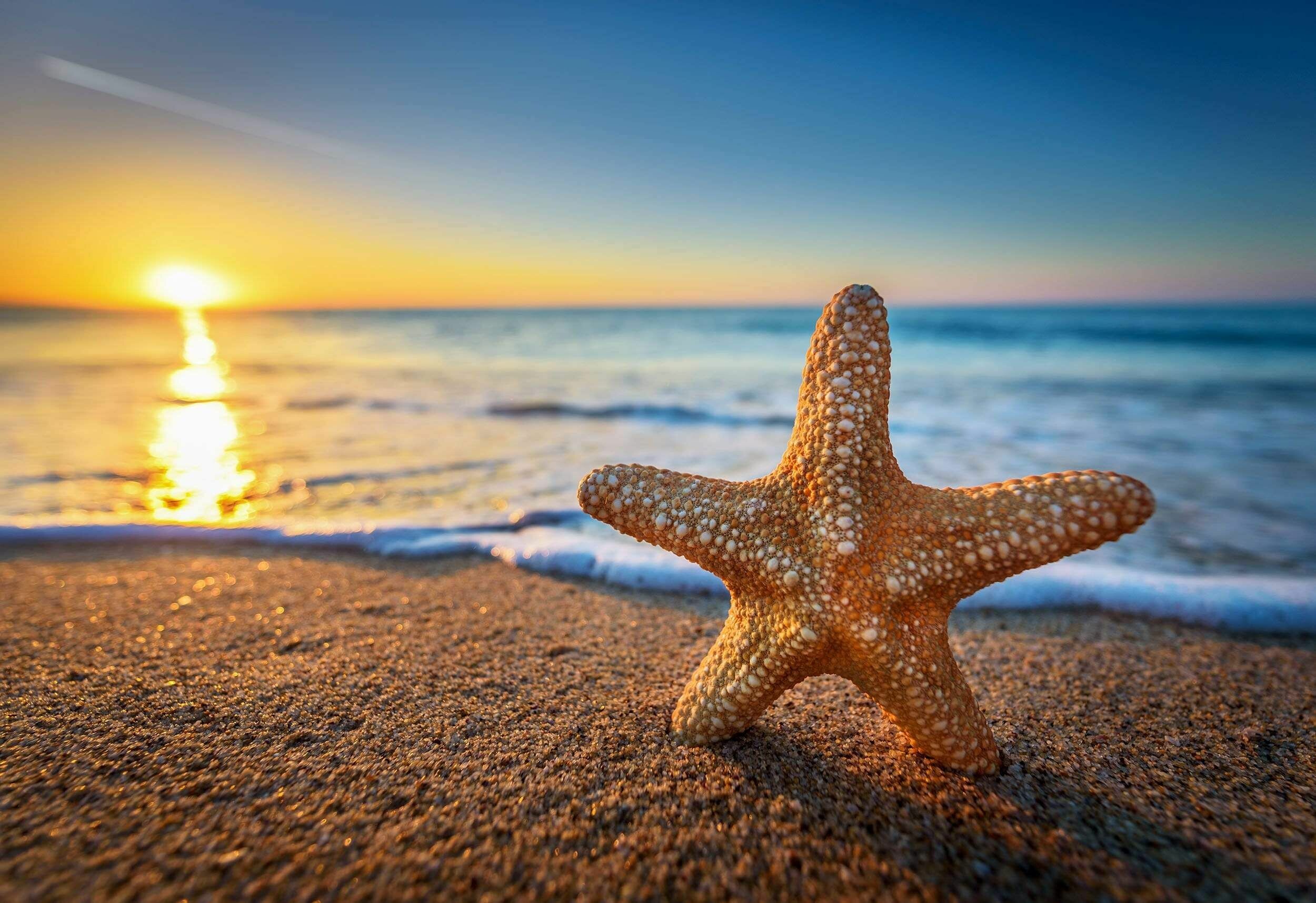 Starfish: Starfish on beach with sunset 4K - Best of Wallpapers for Andriod and ios. 2500x1720 HD Wallpaper.