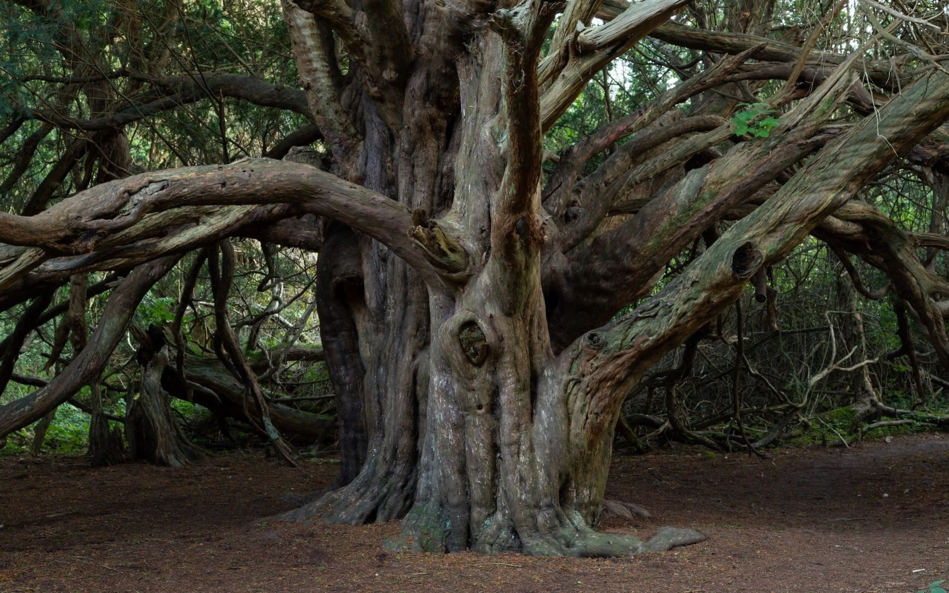 Kingley Vale, Great yew, Druids, Ancient yew tree, 1920x1200 HD Desktop