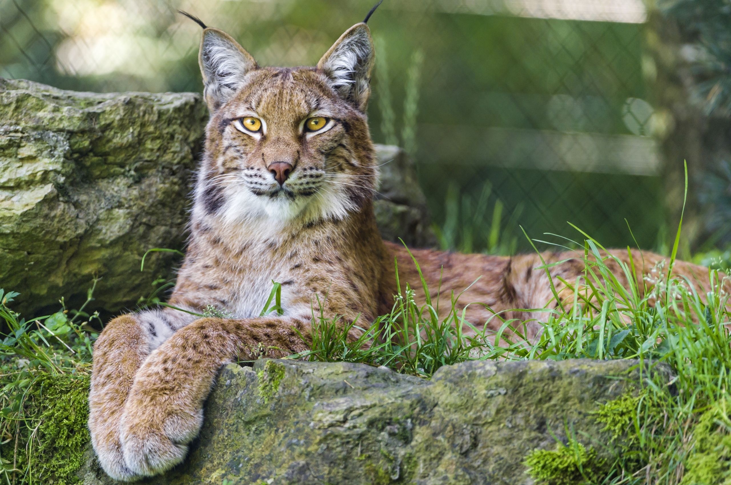 Eurasian lynx, Intense gaze, Forested habitat, Feline hunter, 2560x1700 HD Desktop