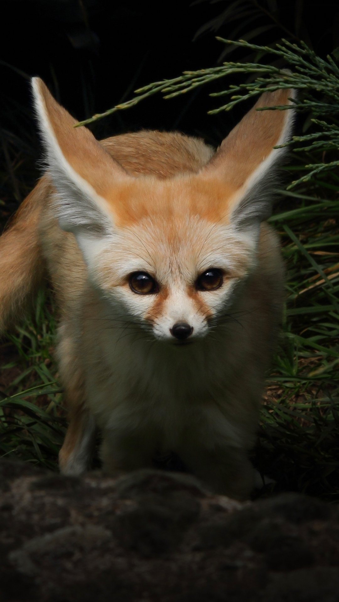 Fennec Fox, Beautiful animal, Desert dweller, Elegant creature, 1080x1920 Full HD Phone
