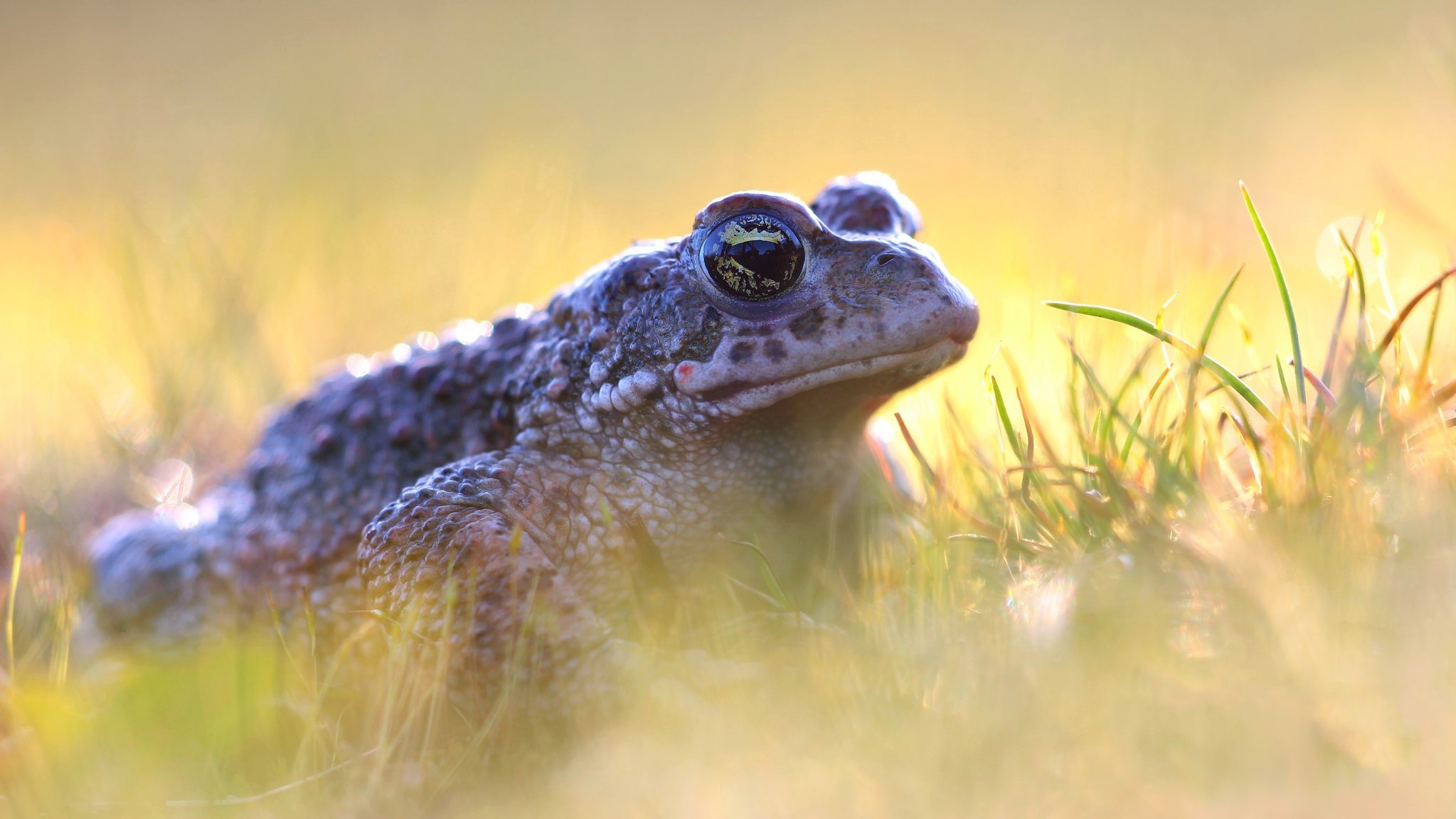 Toad wallpapers, Extensive collection, Toad species, Nature's beauty, 2050x1160 HD Desktop