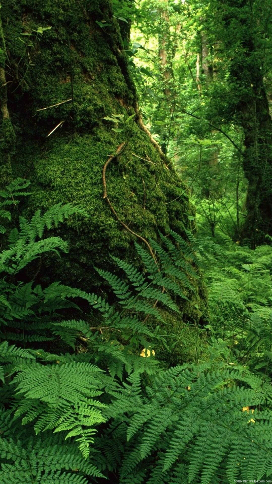 Rainforest: The largest temperate woodlands are on the Pacific coast of North America. 1080x1920 Full HD Background.