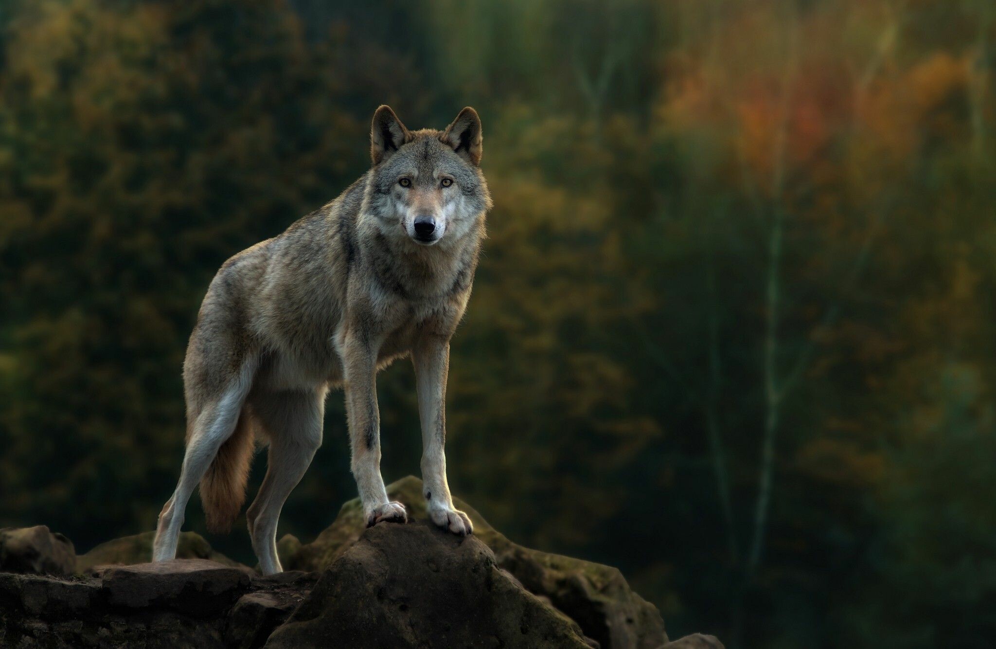 Wolf: Wolves can digest their meal in a few hours and can feed several times in one day, making quick use of large quantities of meat. 2050x1340 HD Background.