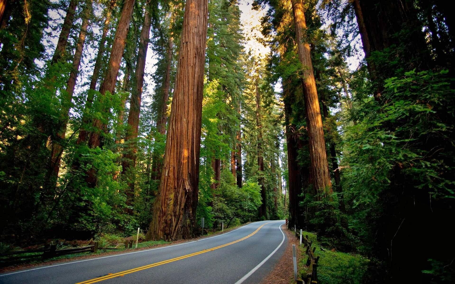 Green leafy path, Sequoia sanctuary, Redwood paradise, Nature's glory, 1920x1200 HD Desktop