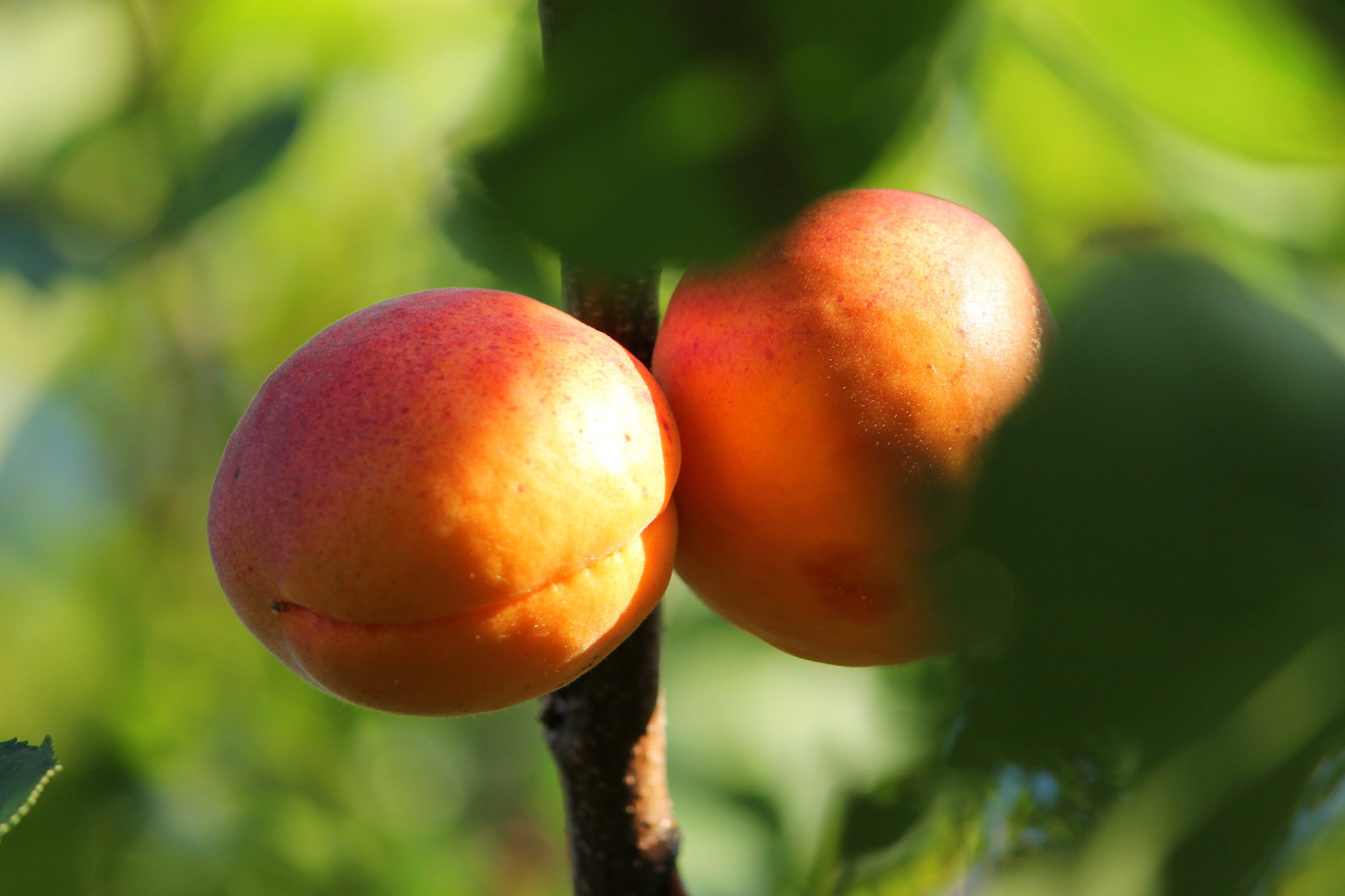 Ripe and tasty apricot, Sunny summer delight, Close-up beauty, Macro photography, 3000x2000 HD Desktop