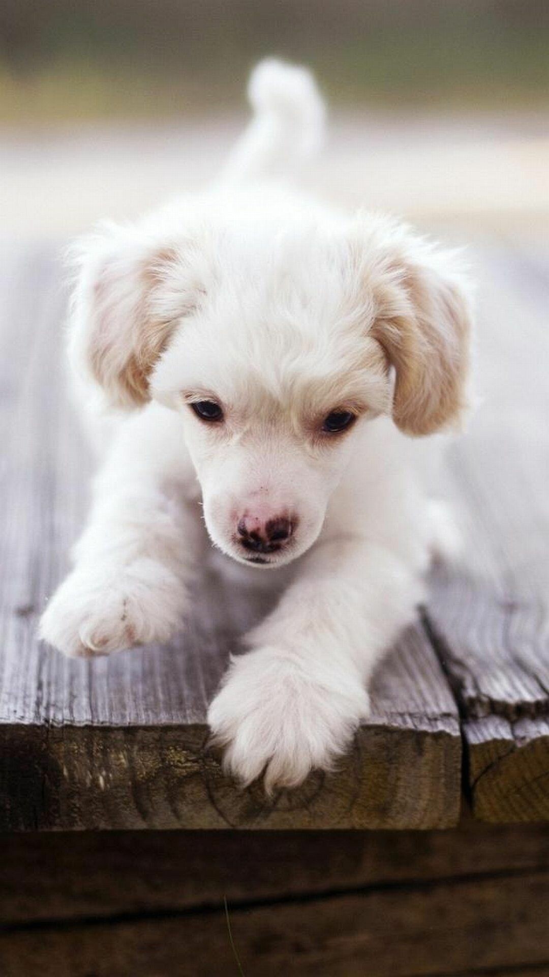 Labrador Retriever: White puppy, The first American Kennel Club (AKC) registration was in 1917. 1080x1920 Full HD Wallpaper.