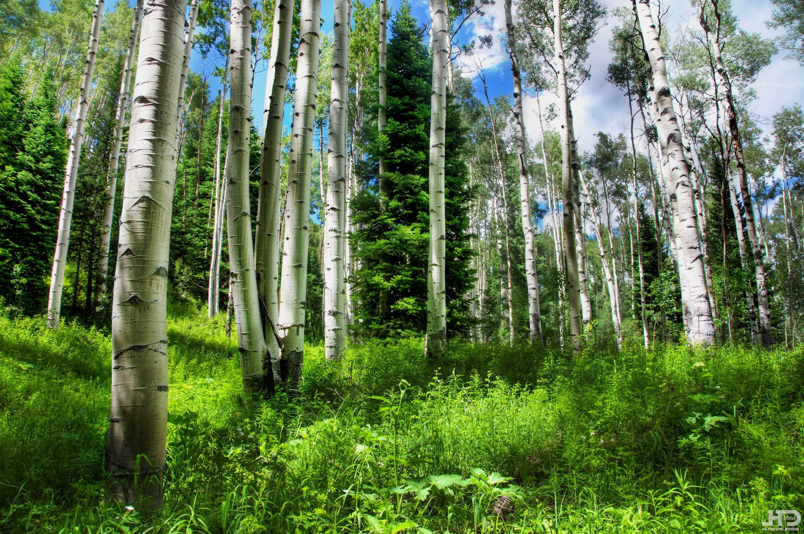 Aspen Trees, Enchanting forests, Majestic landscapes, Serenity, 2560x1700 HD Desktop