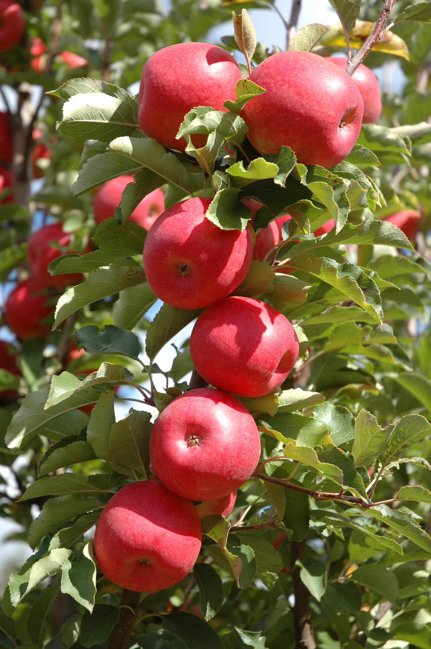 Apple Tree, Pinkabelle apple, Plantnet Australia, 1400x2110 HD Phone