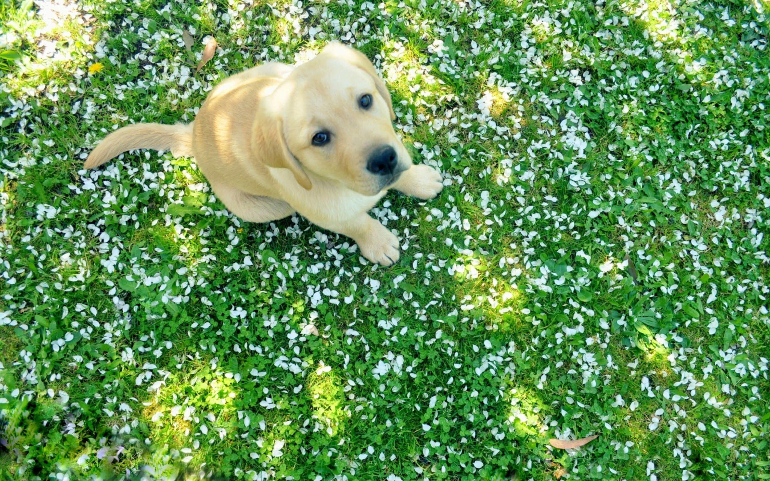 Puppy: Labrador, America's most popular dog breed. 2560x1600 HD Wallpaper.