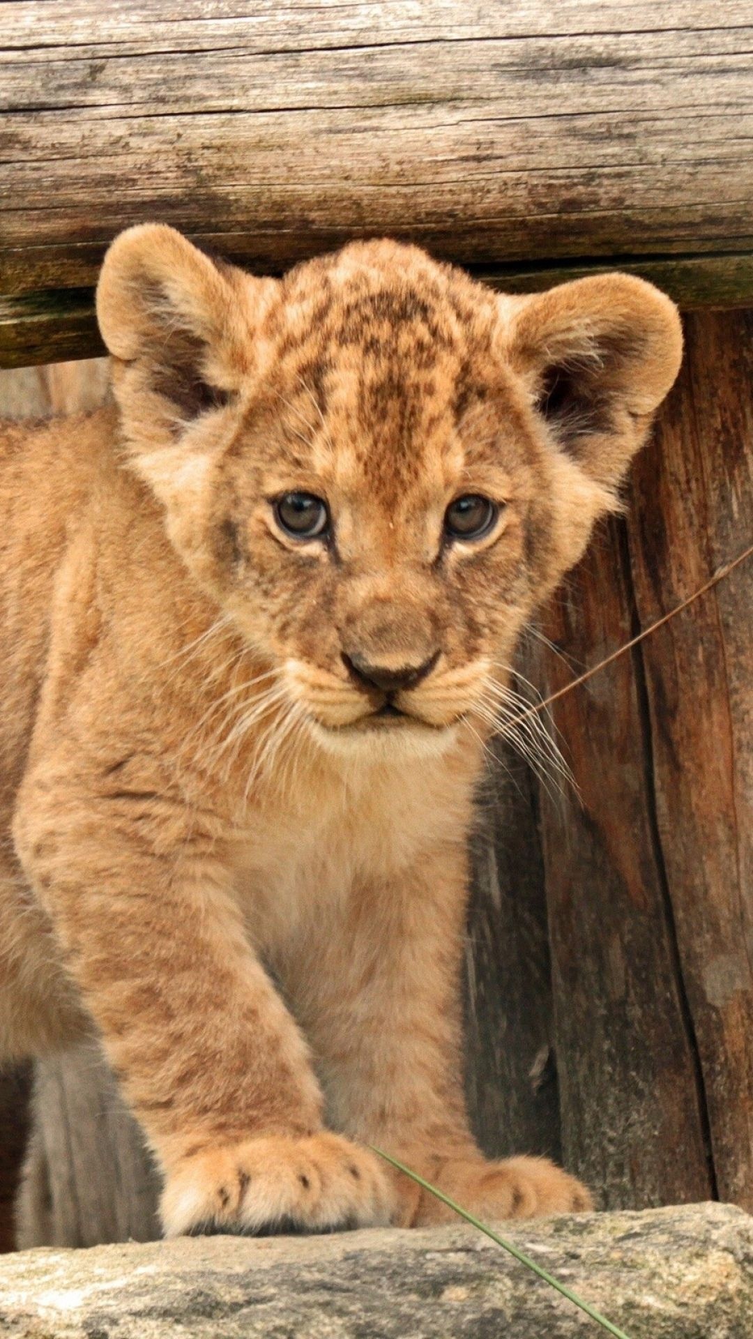 Cute lion cubs, Innocent smiles, Majestic wildlife, Captivating charm, 1080x1920 Full HD Phone