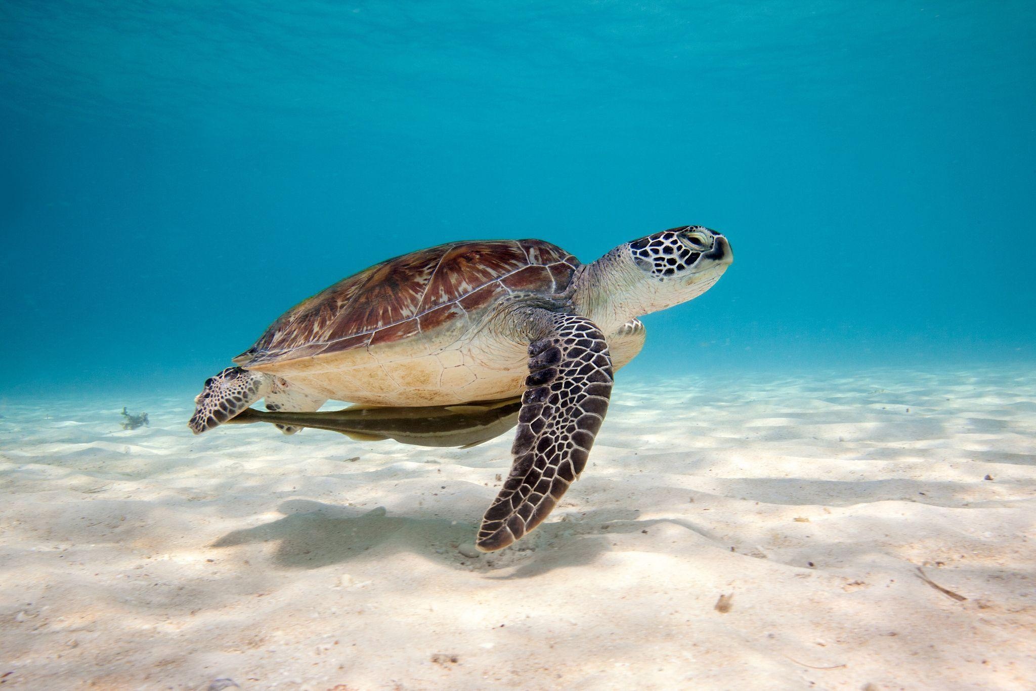 Turtle: Most species are aquatic or semiaquatic and some are terrestrial. 2050x1370 HD Wallpaper.