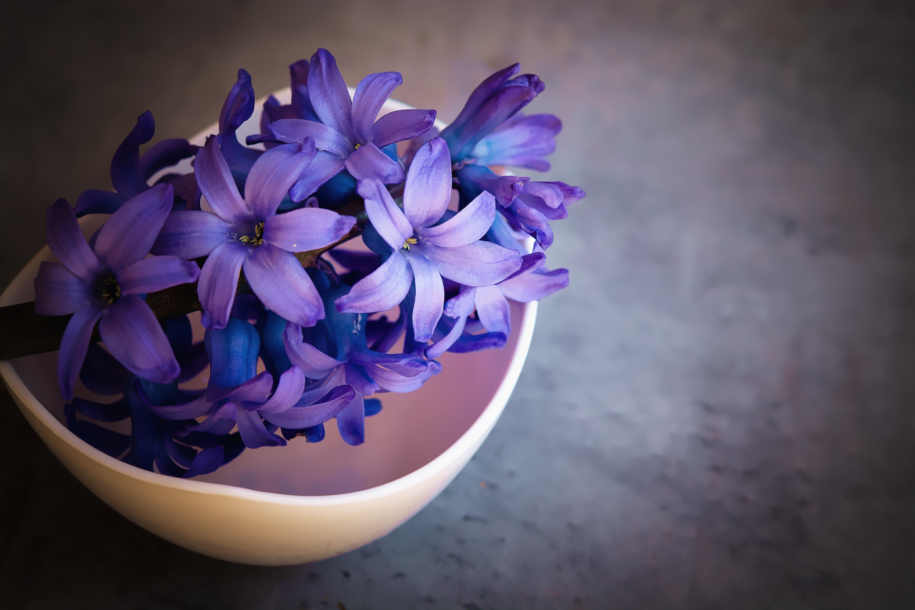 Hyacinth, Nature's beauty, Violet flowers, 1440p resolution, 3000x2000 HD Desktop