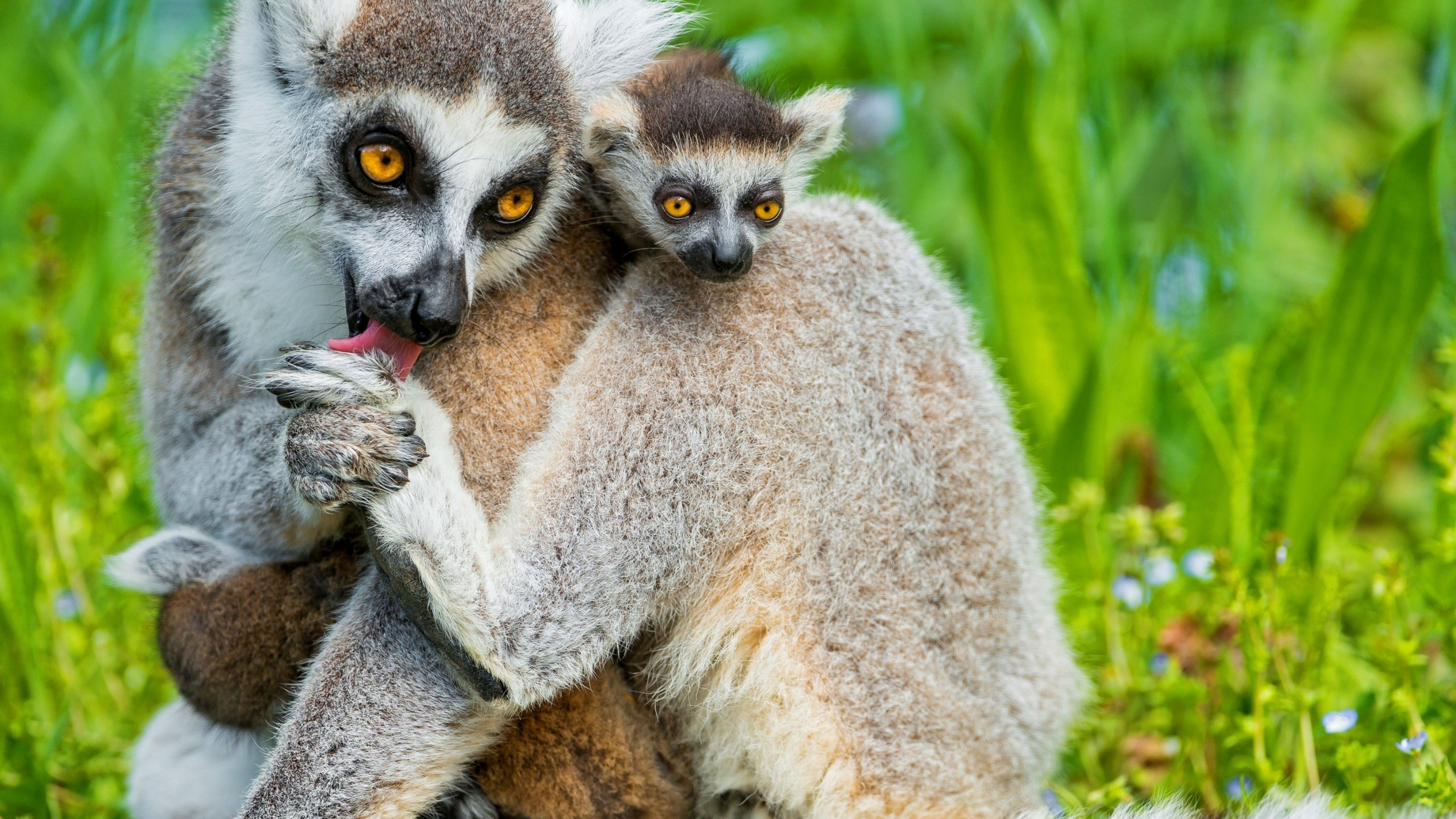 Cute lemur wallpapers, Adorable primates, Nature backgrounds, Wildlife, 3840x2160 4K Desktop