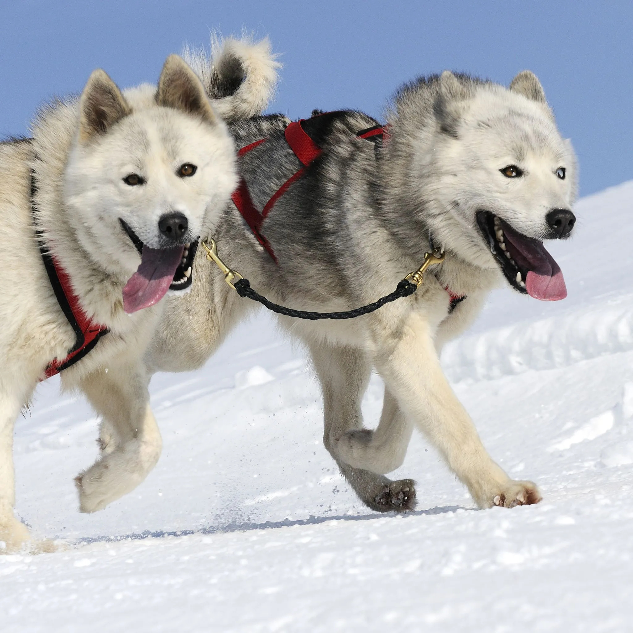 Sled dog breeds, Smart dog guide, Alusky information, Active and intelligent, 2050x2050 HD Phone