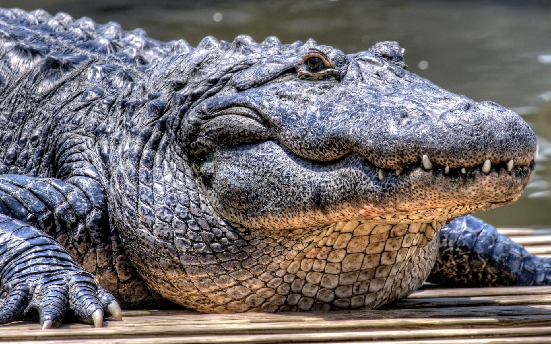 Crocodile: Alligator, A large crocodilian reptile found in the Southeastern US. 1920x1200 HD Wallpaper.