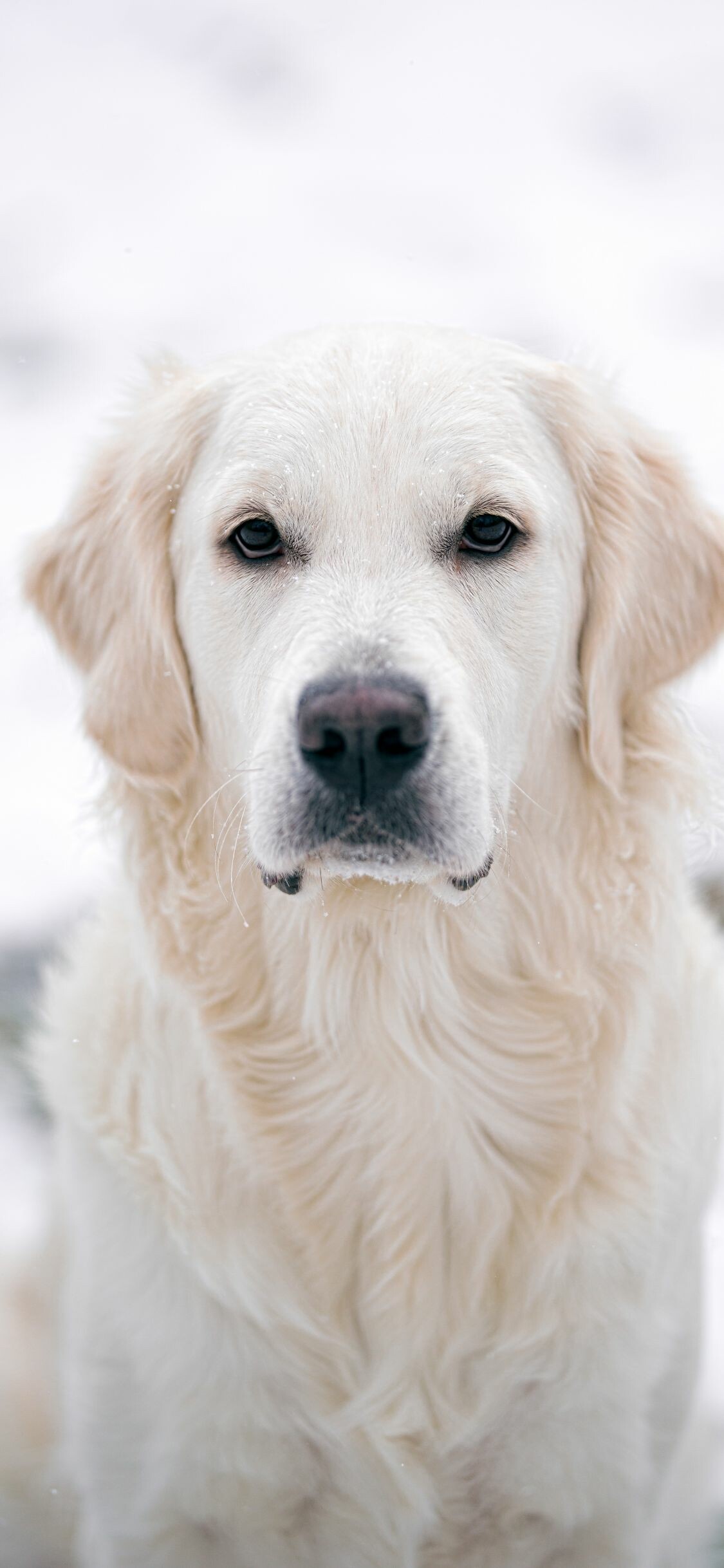 Golden Retriever: It is used more for retrieval of land-based gamebirds such as grouse and partridge than for wildfowl hunting, Working animal. 1130x2440 HD Background.