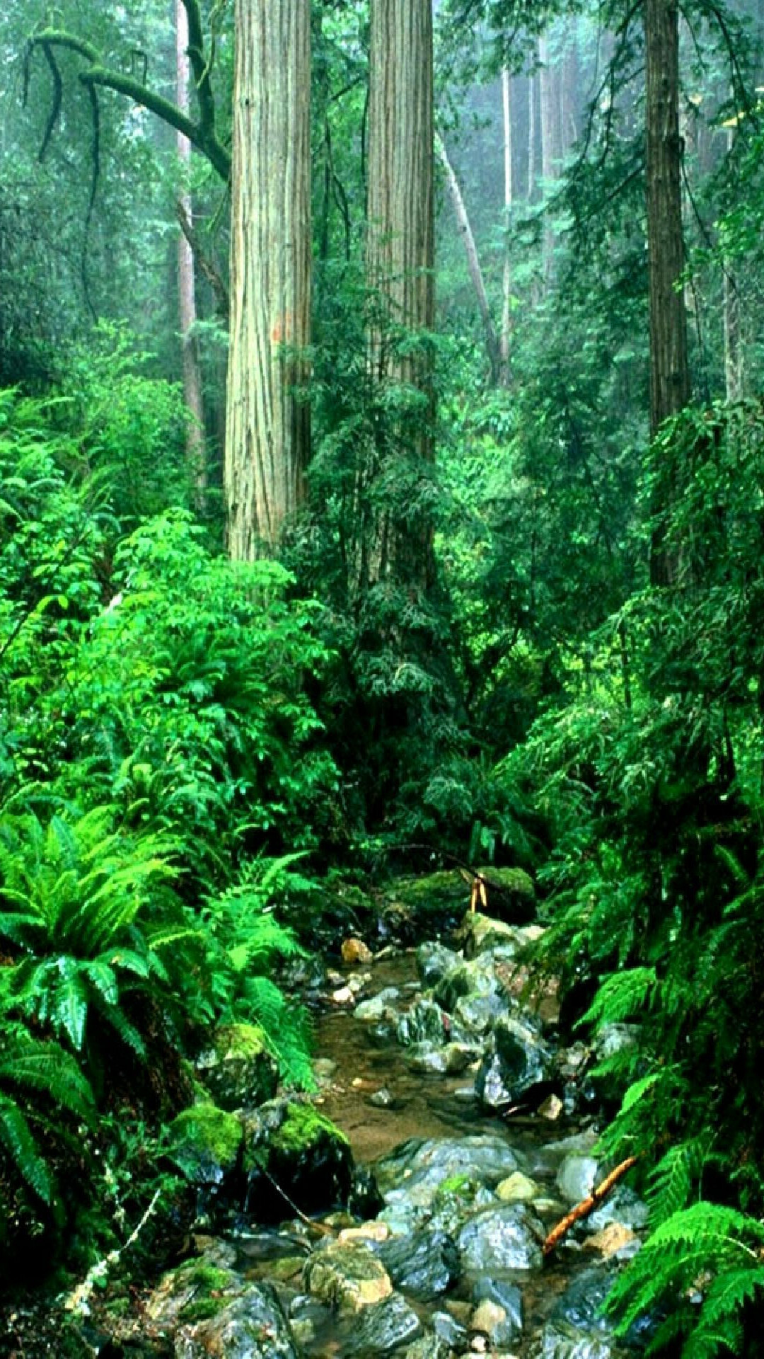 Rainforest: Has been called the "jewels of the Earth" and the "world's largest pharmacy". 1080x1920 Full HD Wallpaper.