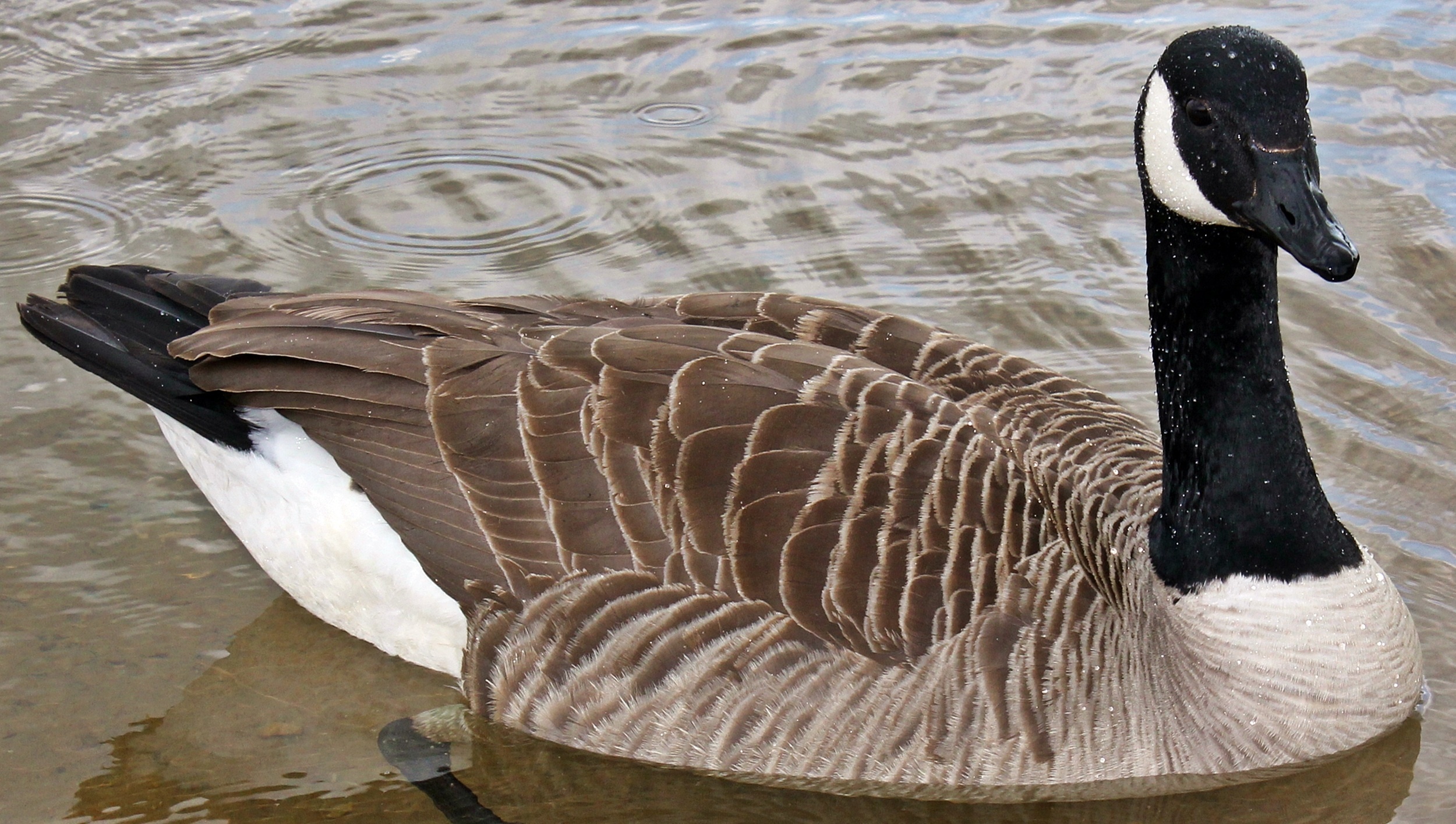 Canadian goose, Bird photography, Free download, High-resolution image, 2500x1420 HD Desktop