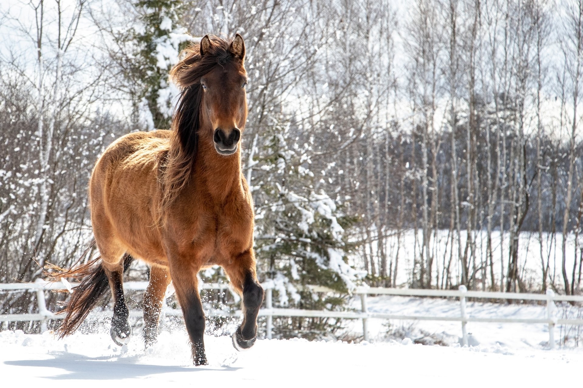 Horses in the snow, 4K ultra HD wallpaper, Stunning horse photography, Majestic animals, 1920x1280 HD Desktop