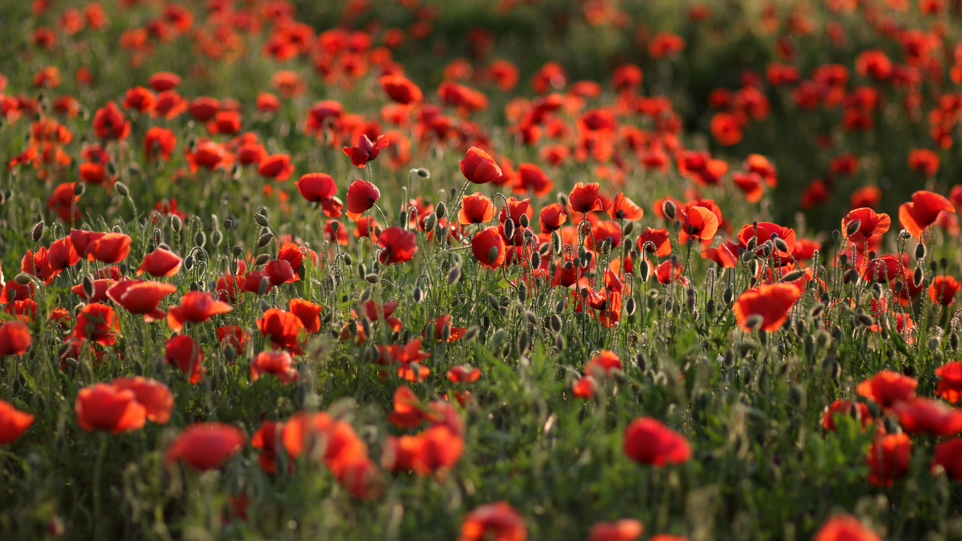 Poppy Flower: Poppies are herbaceous plants, often grown for their colourful flowers. 3840x2160 4K Wallpaper.