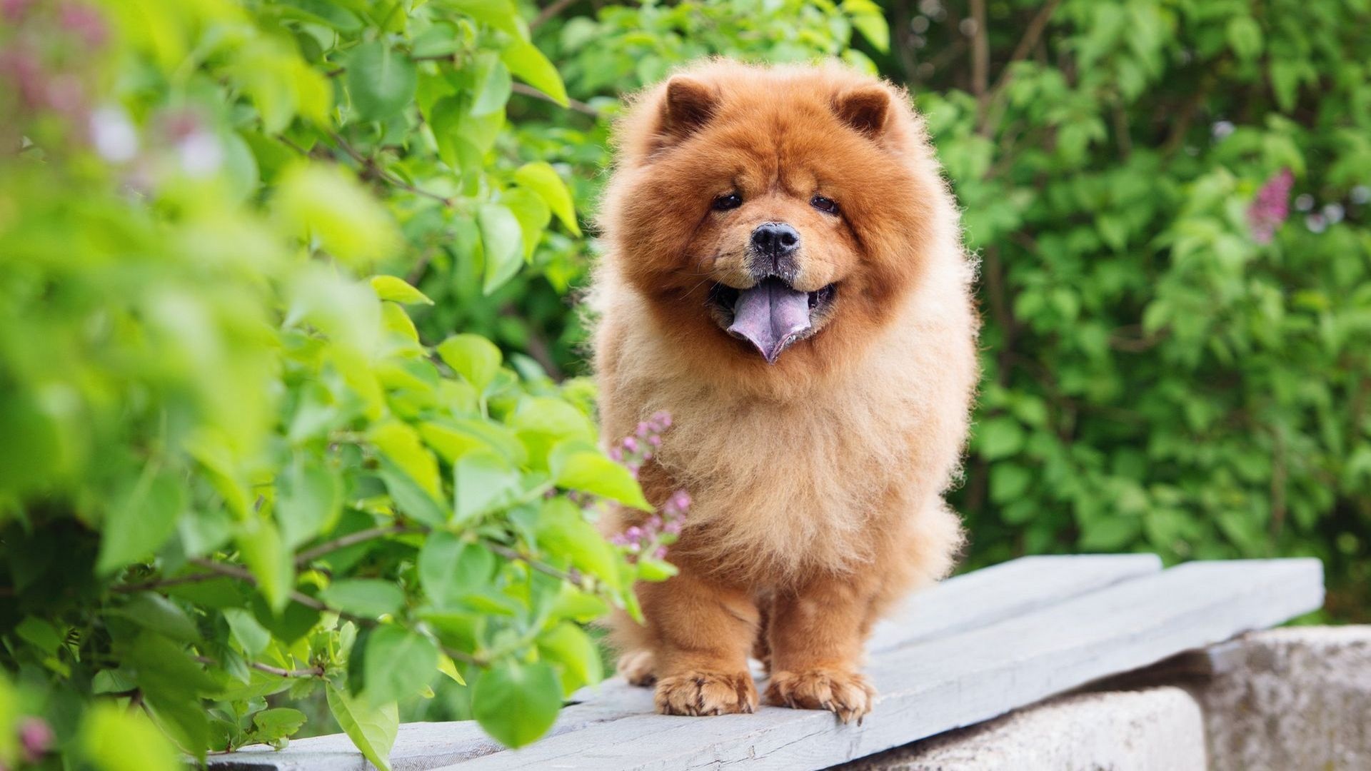 Chow Chow wallpapers, Stunning visuals, Gorgeous dogs, Eye-catching, 1920x1080 Full HD Desktop